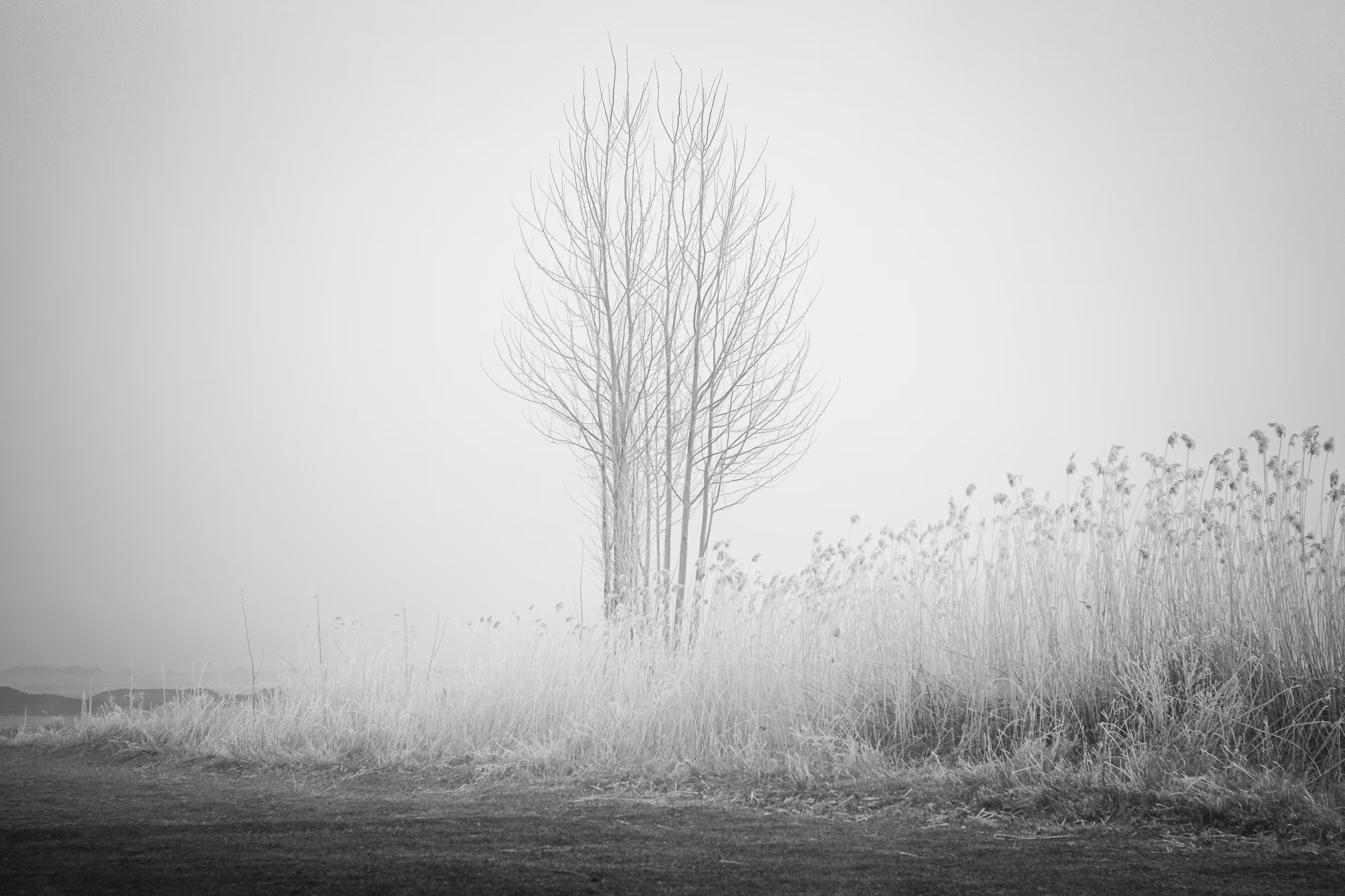 Fog & tree 