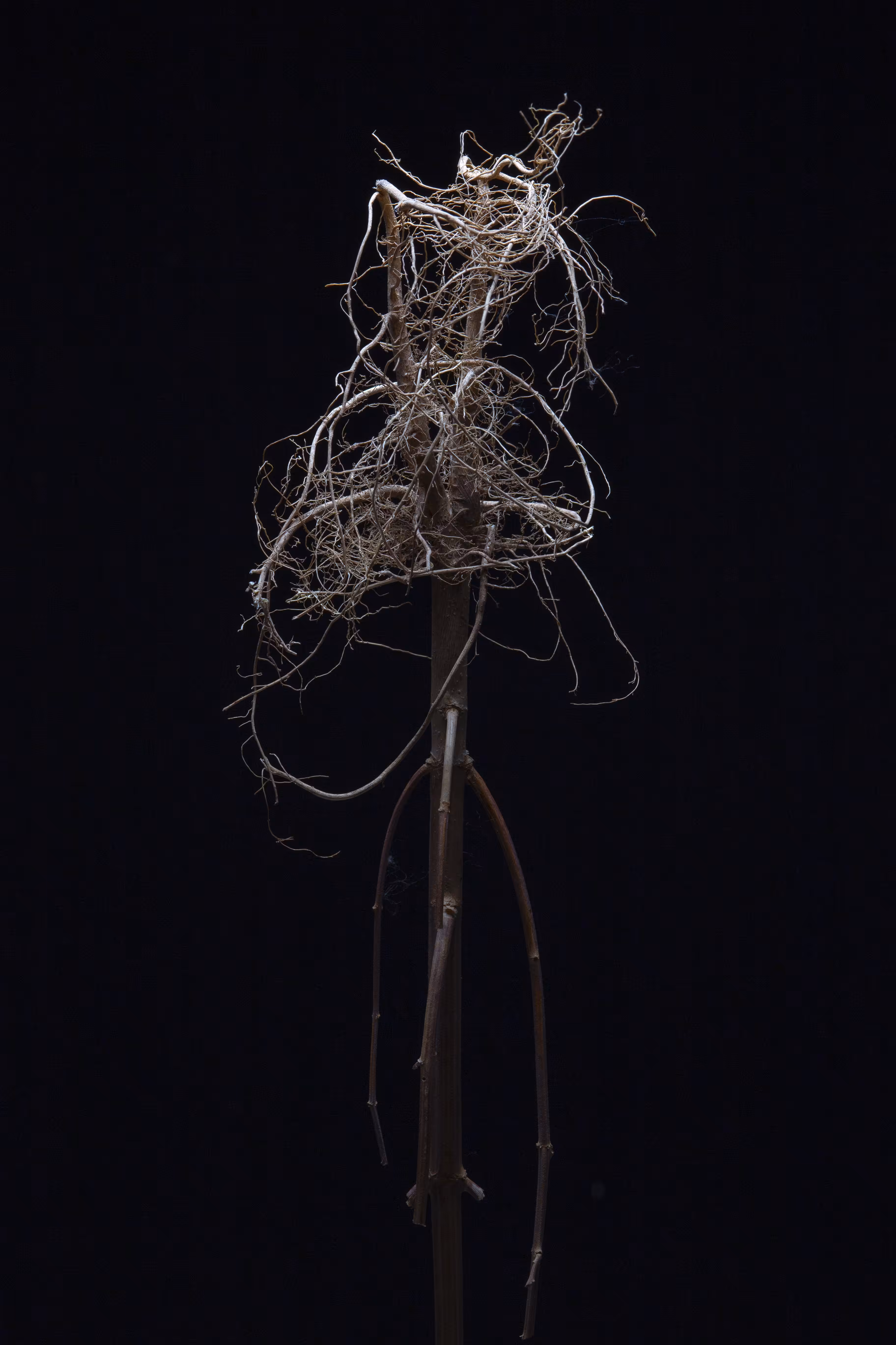 rhizome #8