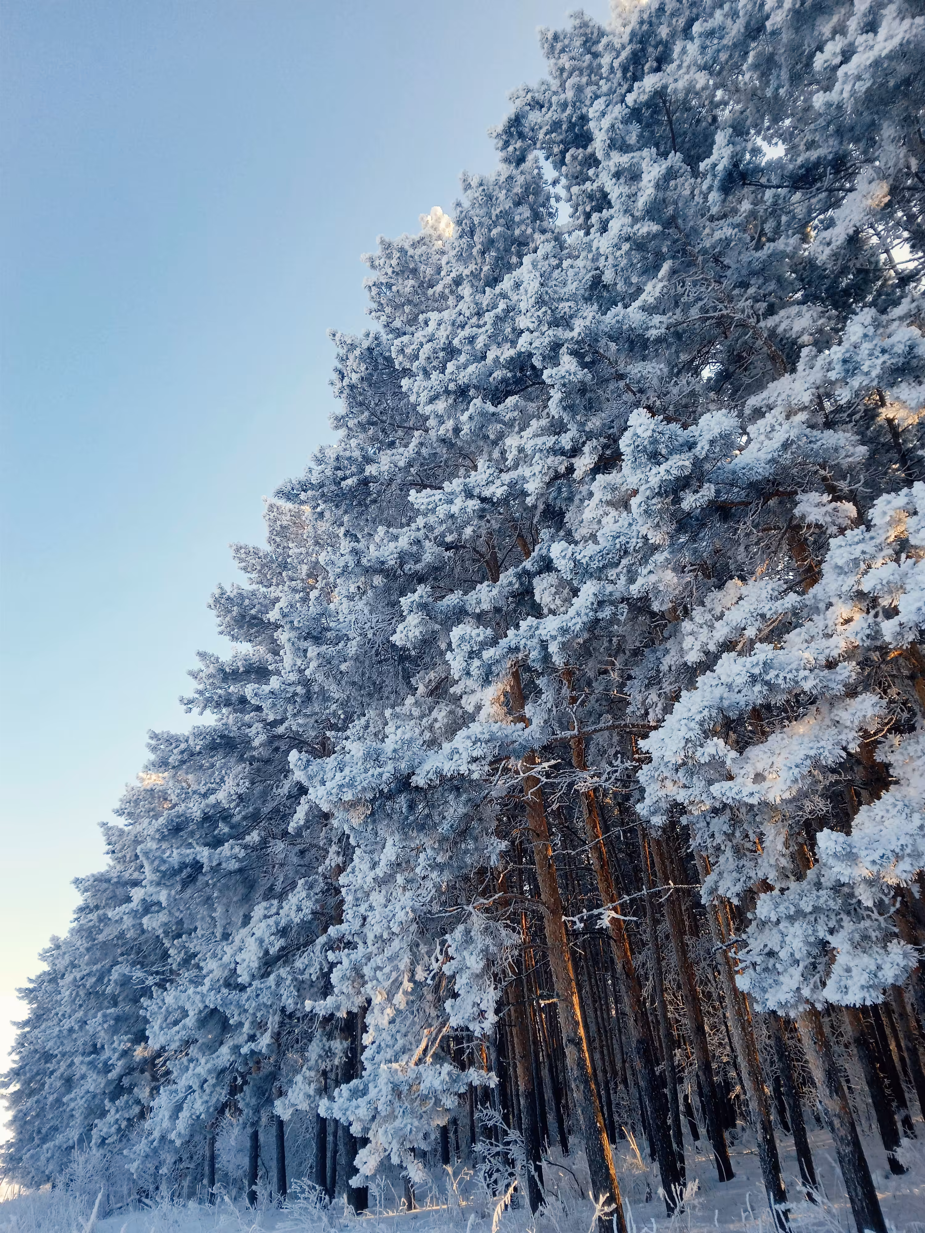 Way home along the forest