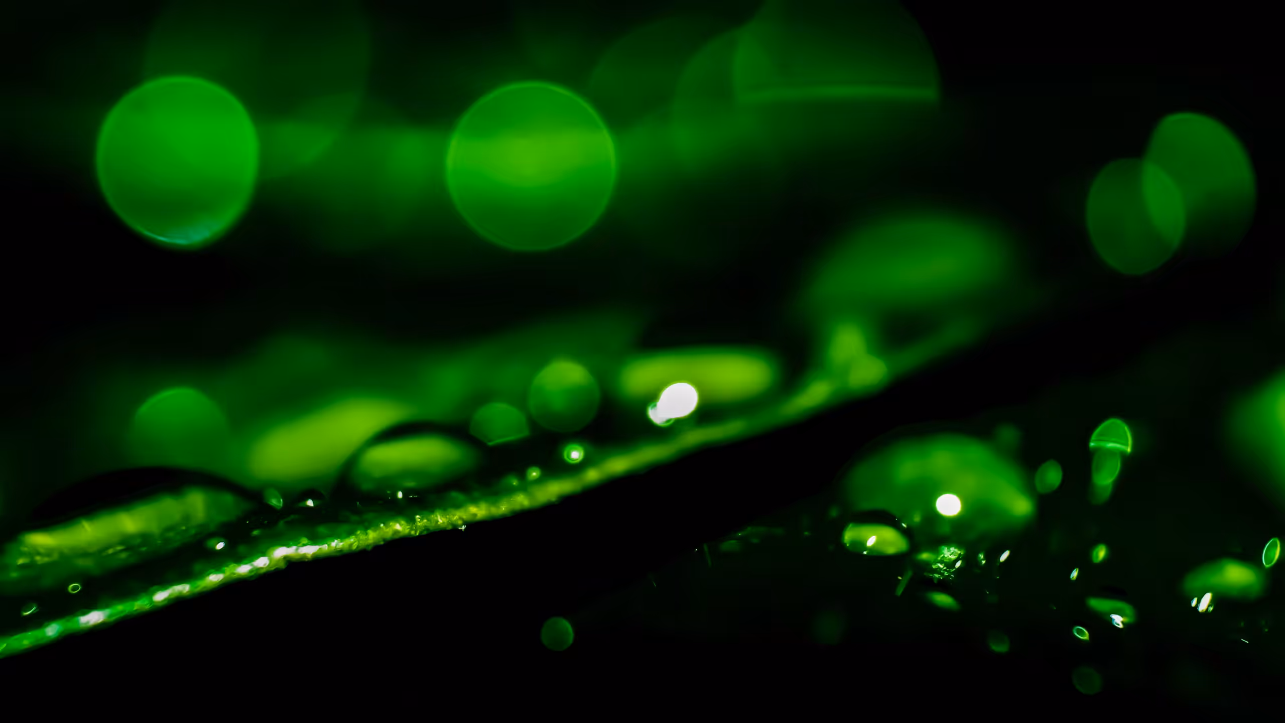 Drops On Leaves#01