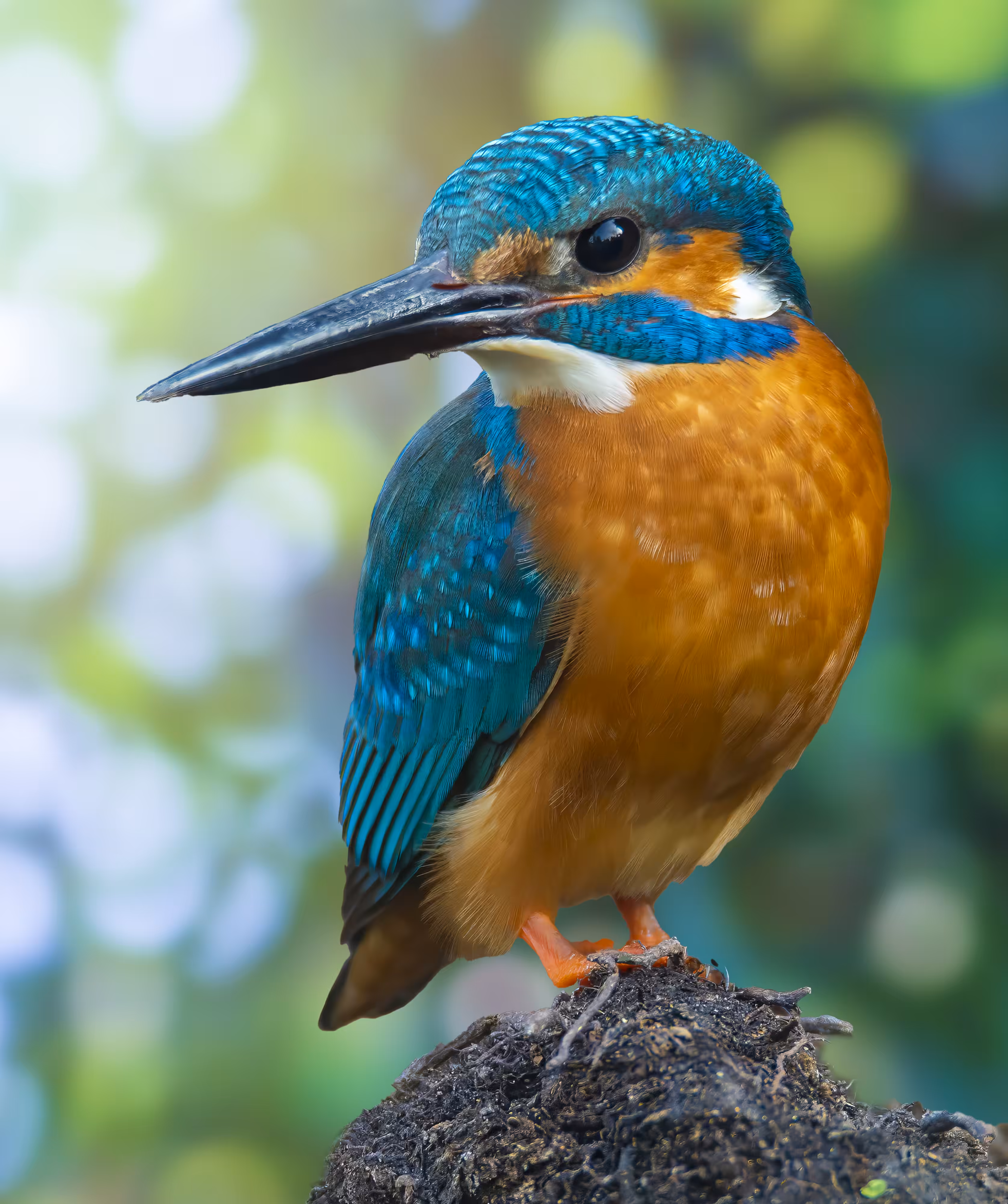 Common Kingfisher 