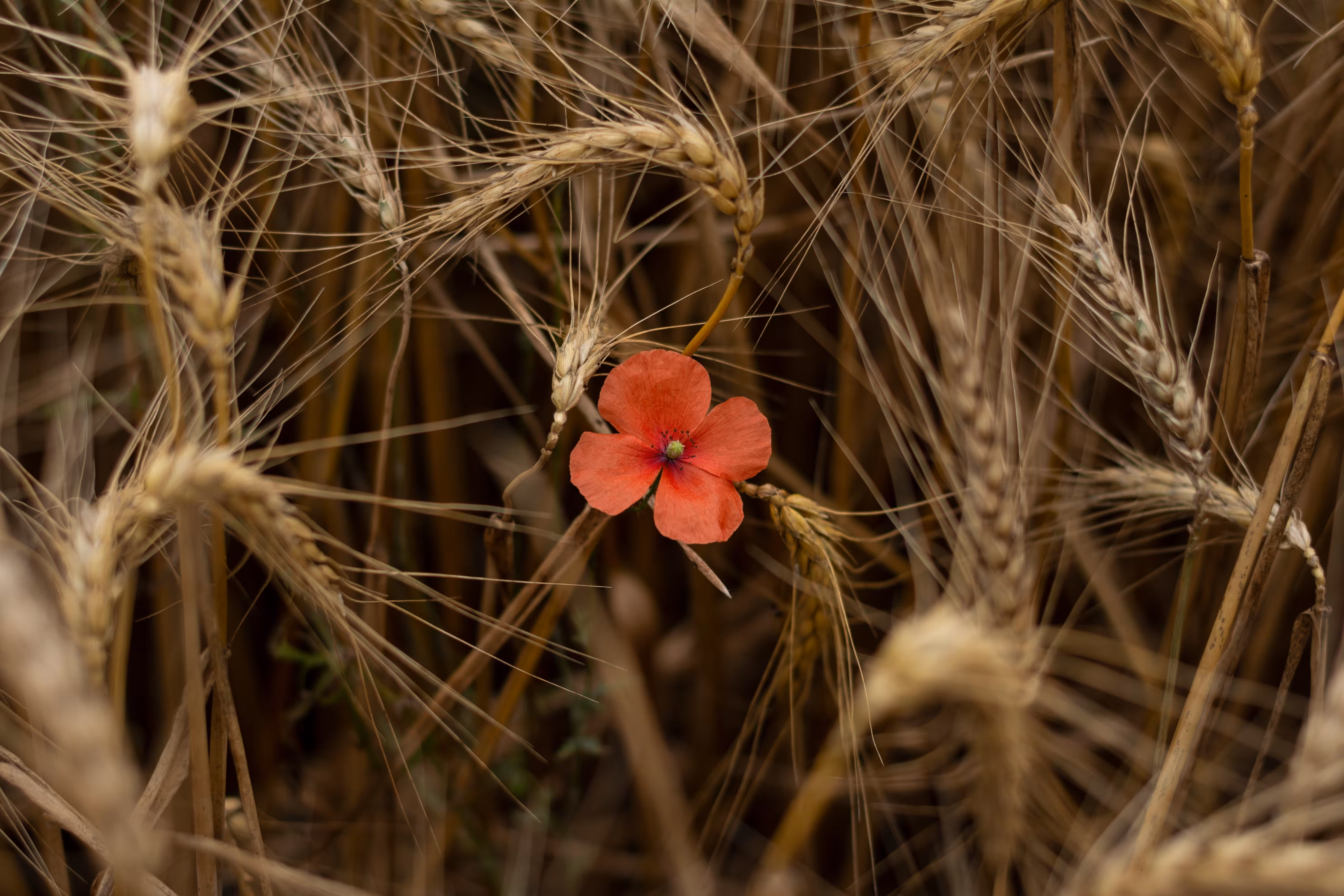 A beautiful stranger