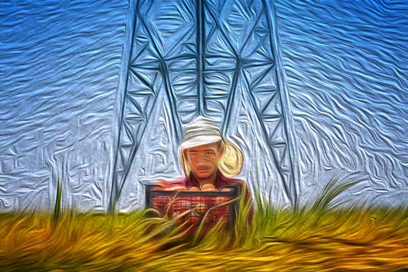 boy wheat#2
