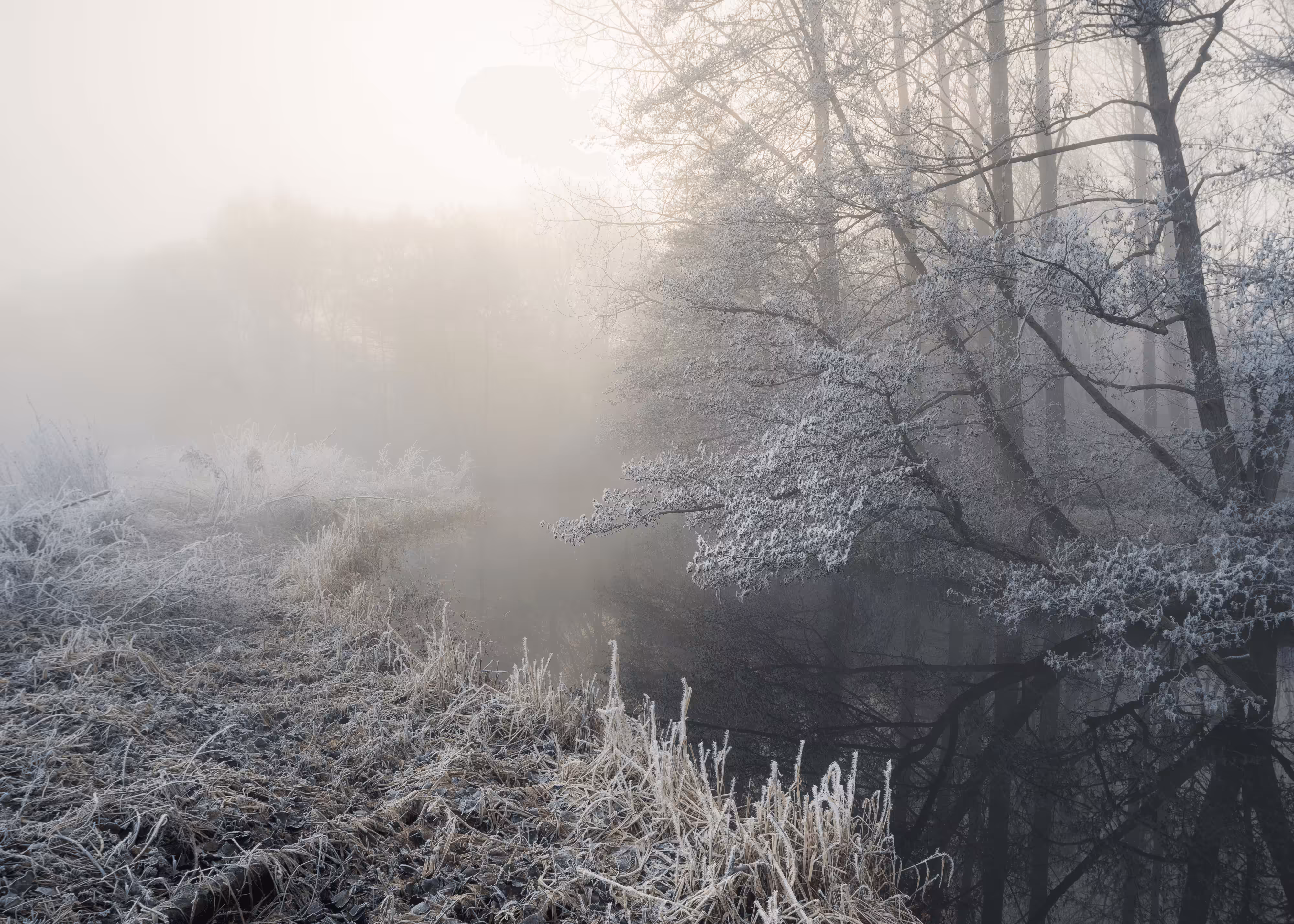 Undergrowth #5 - Touch