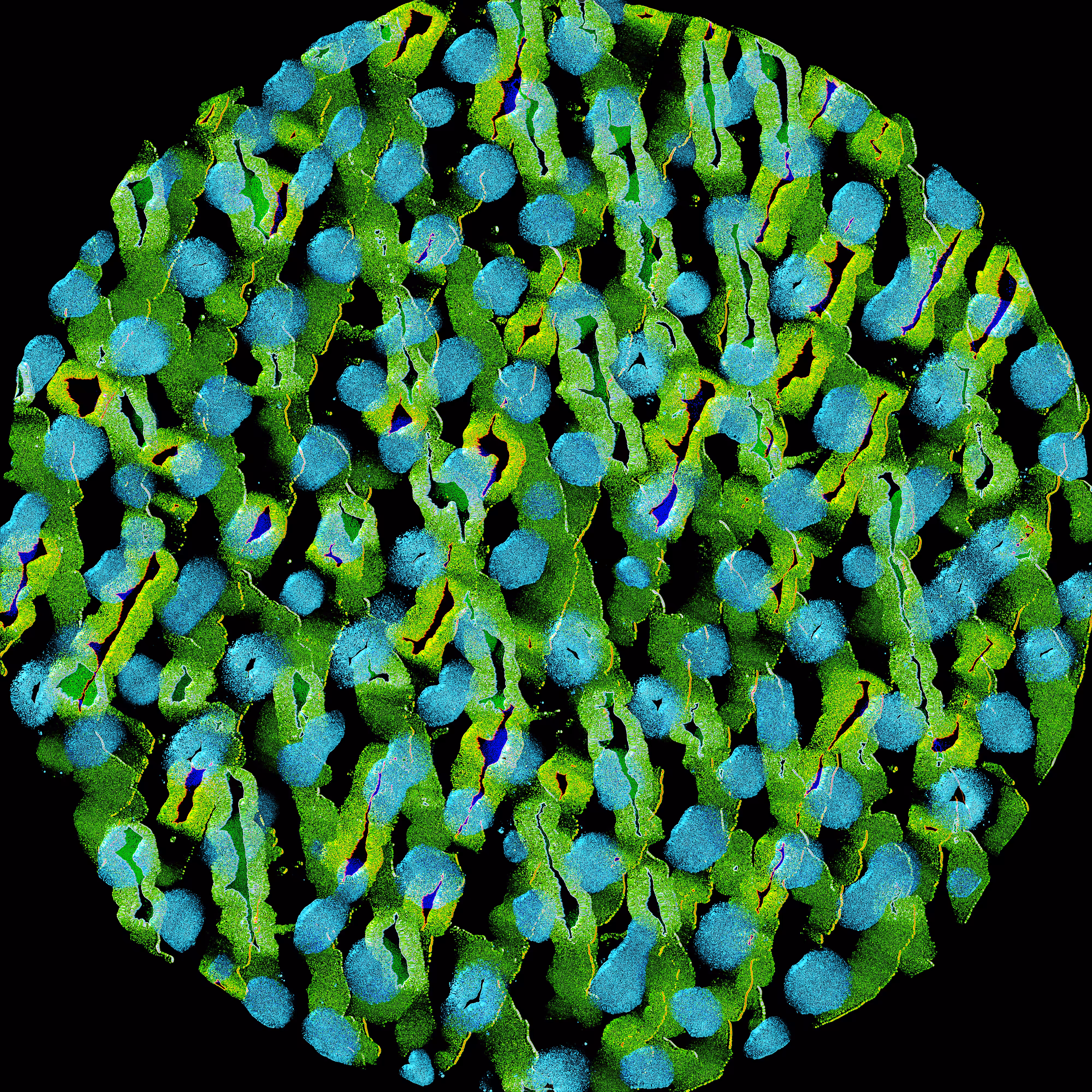 Moss Lens Blue