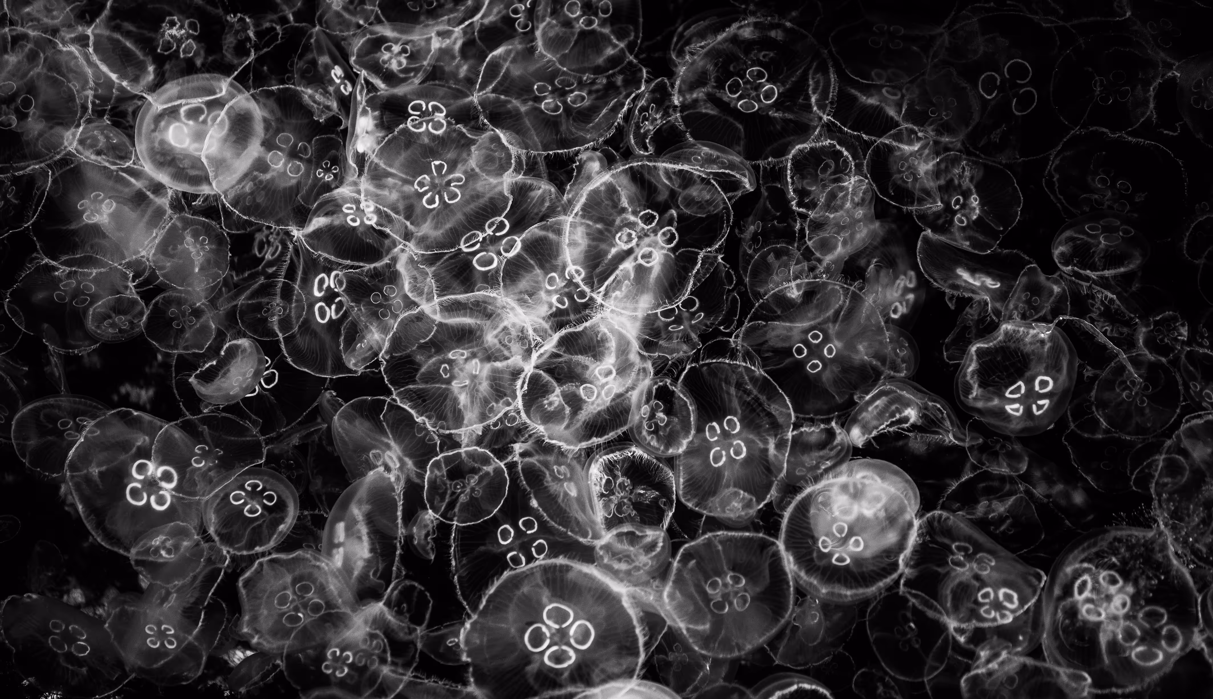 Jellyfish Convention