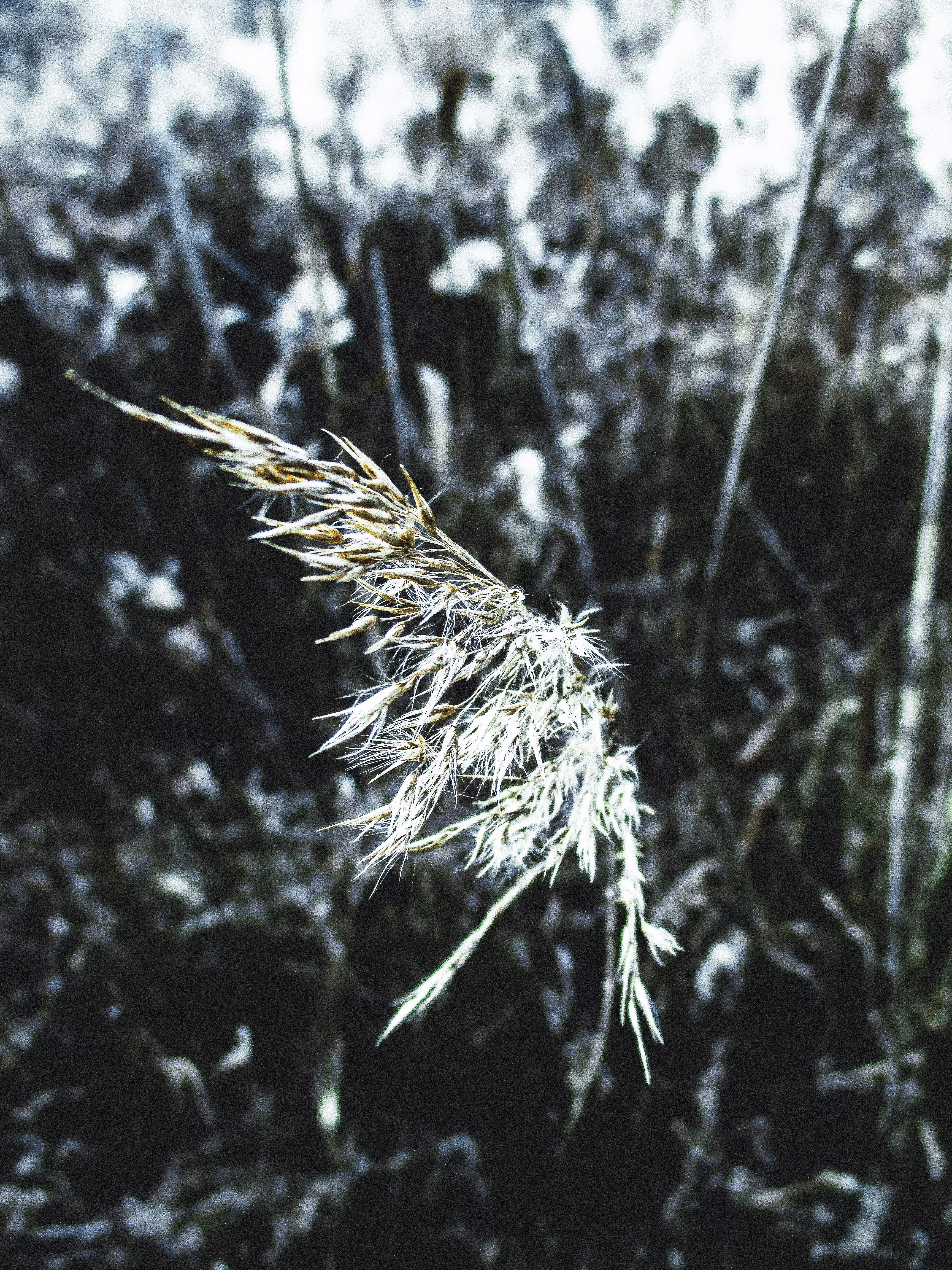 Classic Nature #027