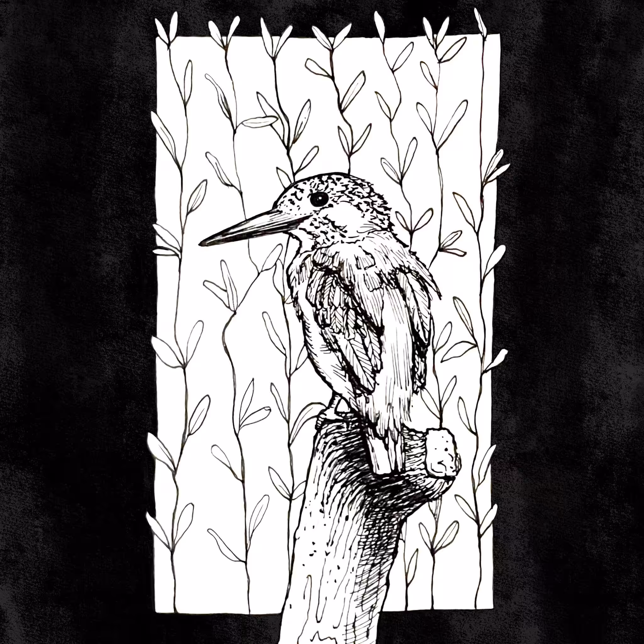 Birdy