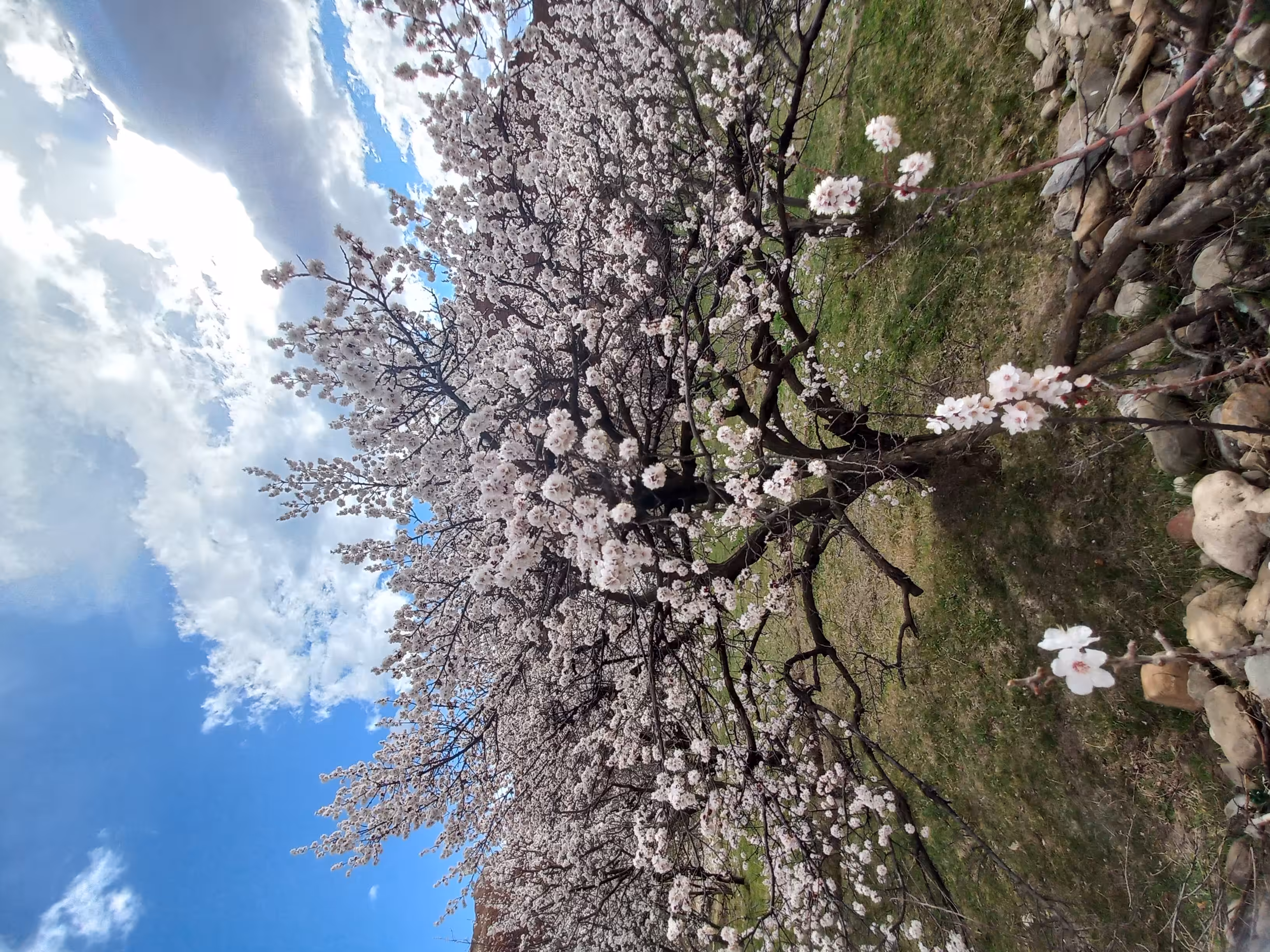 Spring Bloom 2