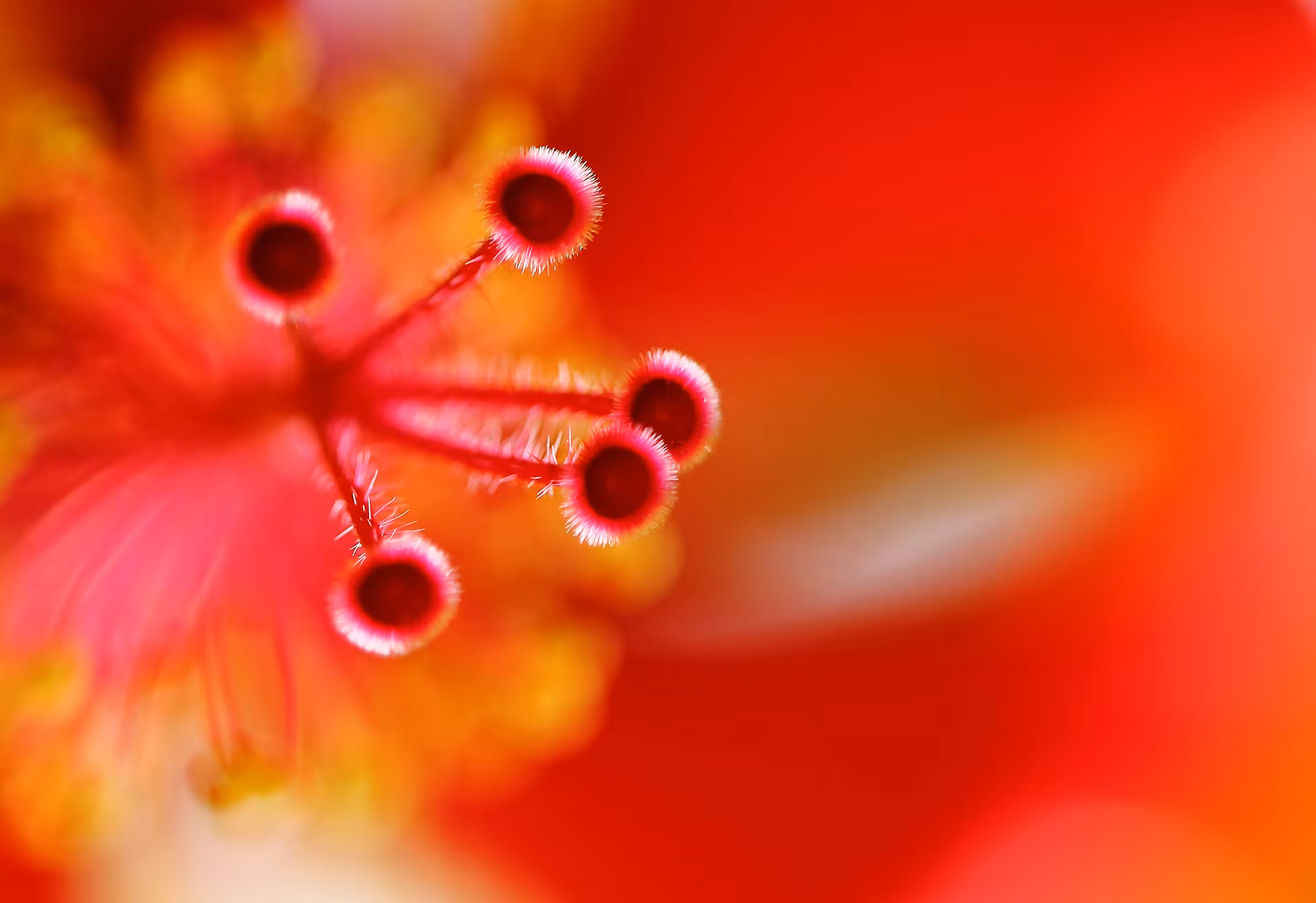 Flora 2