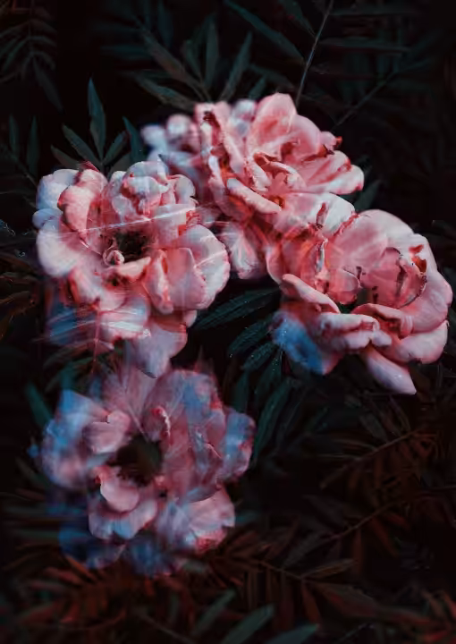Bloom III