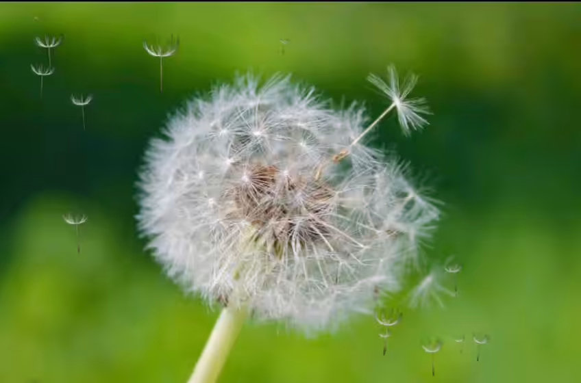 Dandelion/Dandelion
