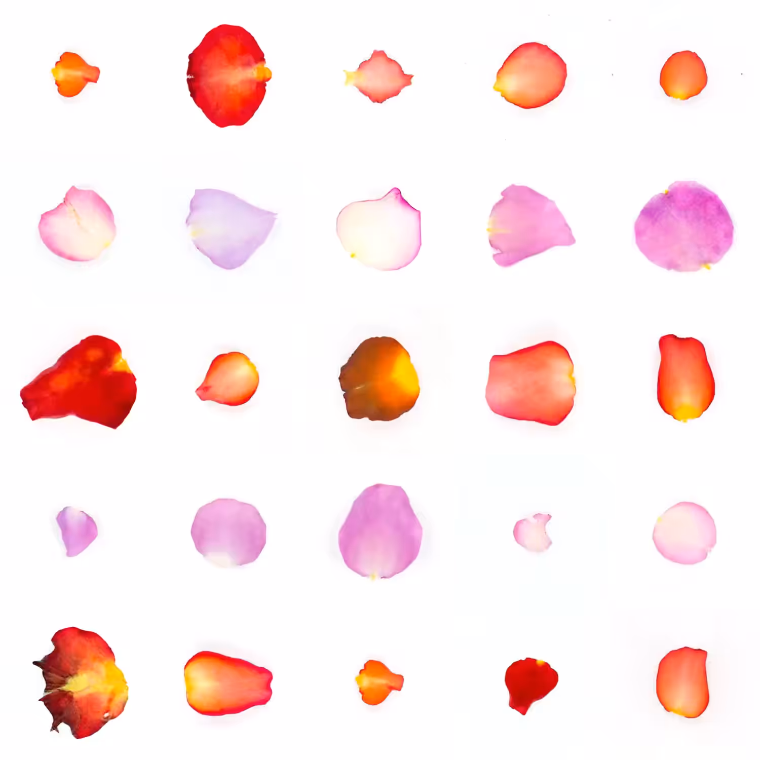 Infinite Petals 5x5#1586