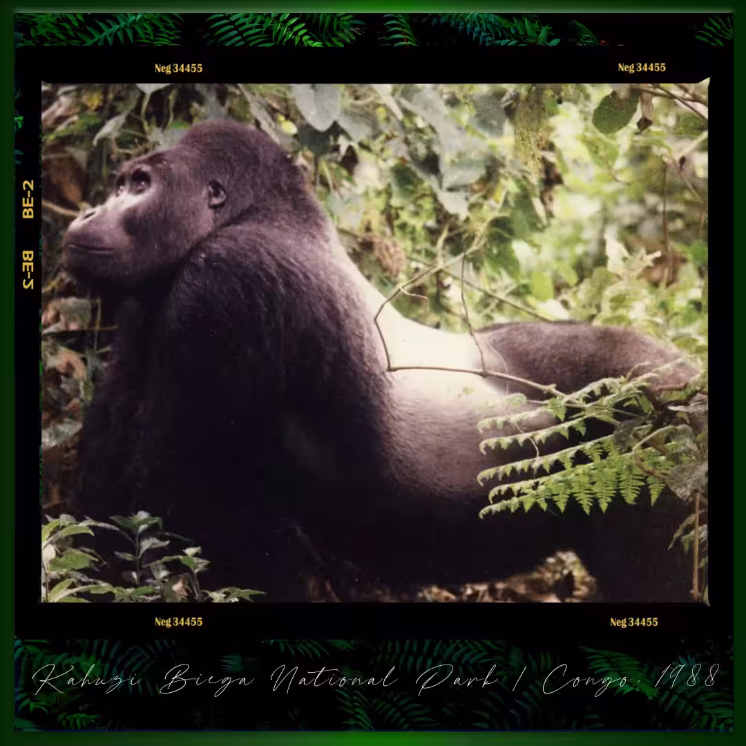 Kahuzi Biega, Congo, Mountain Gorillas, 1988