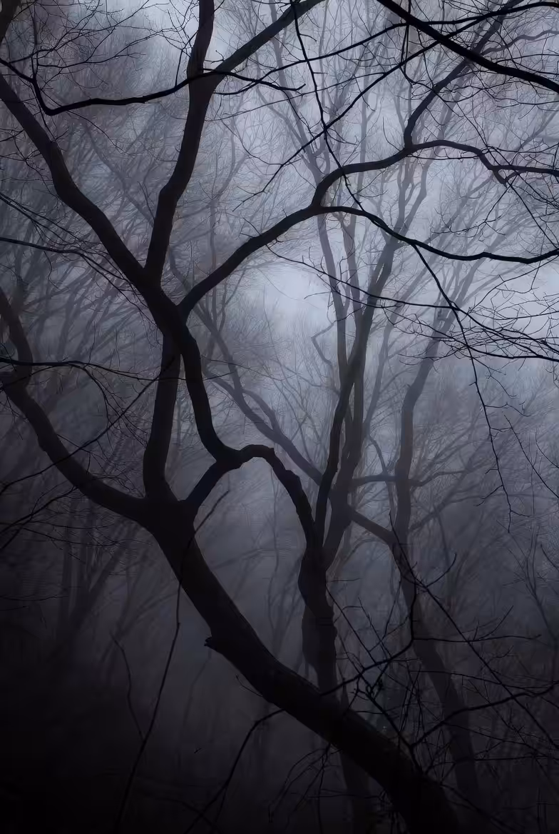 Misty and beautiful
