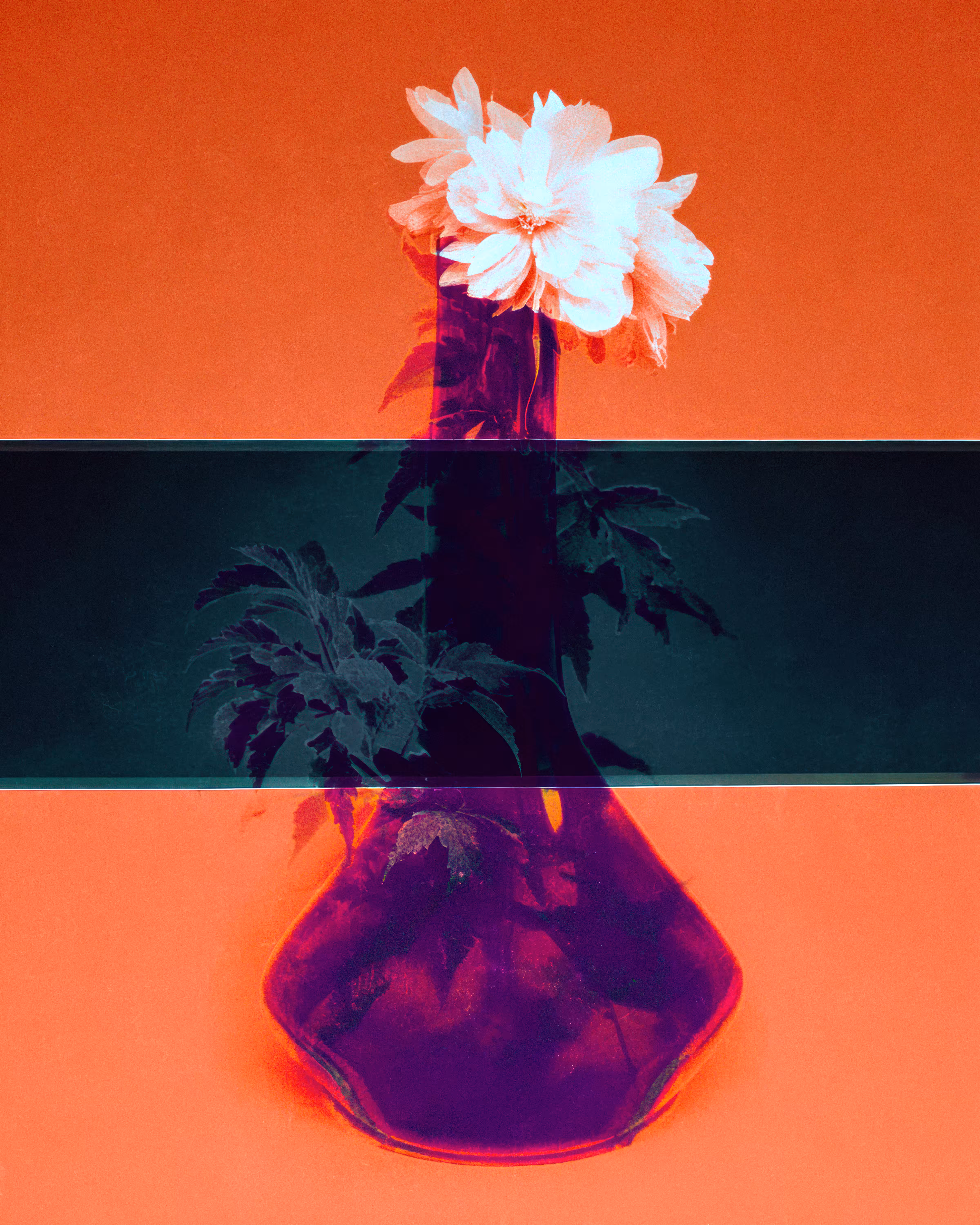 À Propos des Fleurs [Redacted]