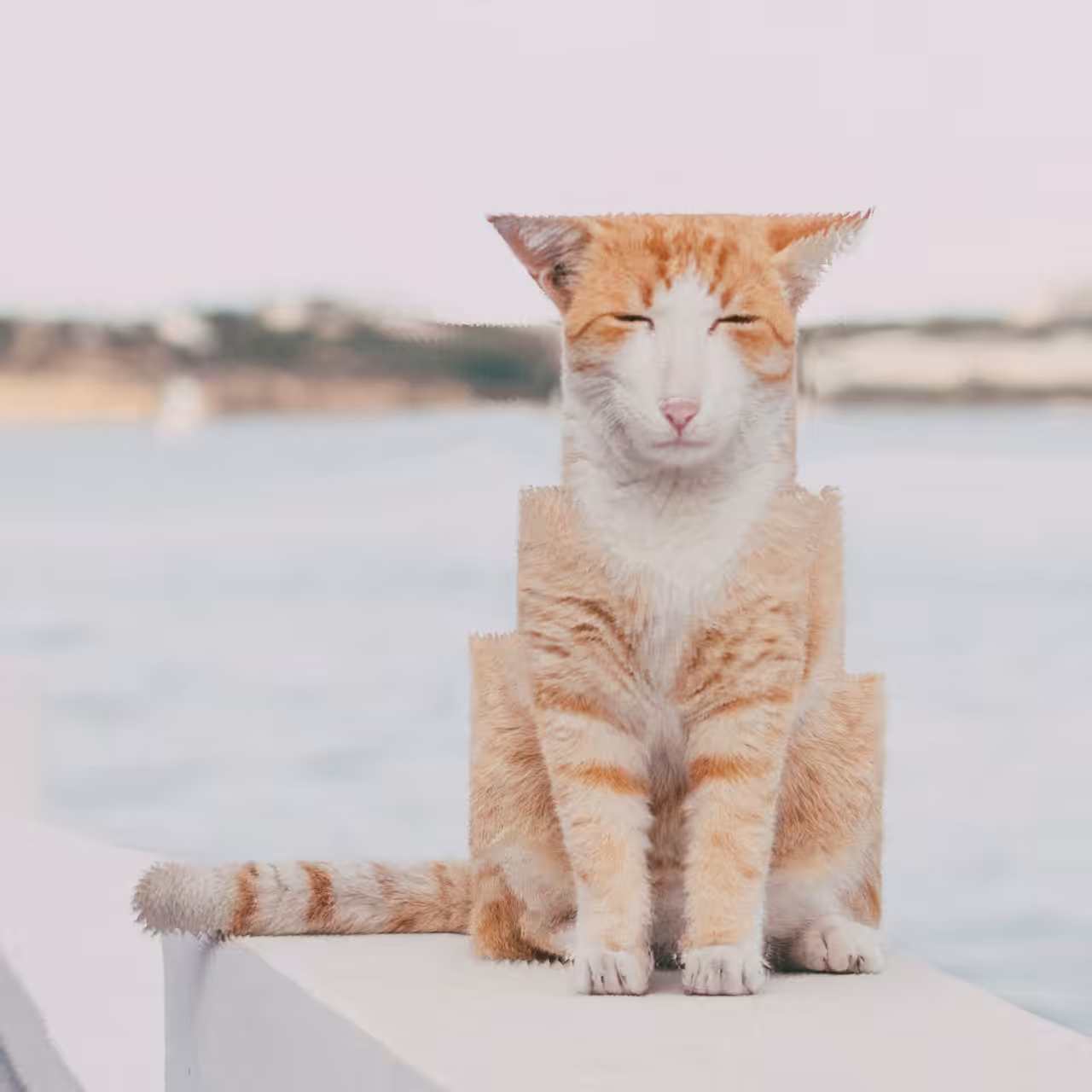 Puss 03
