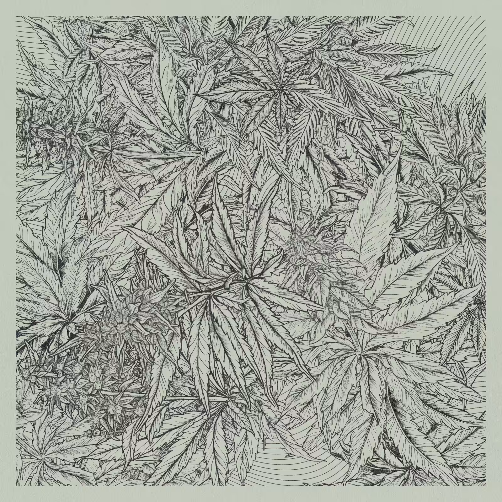 zancannabis #276