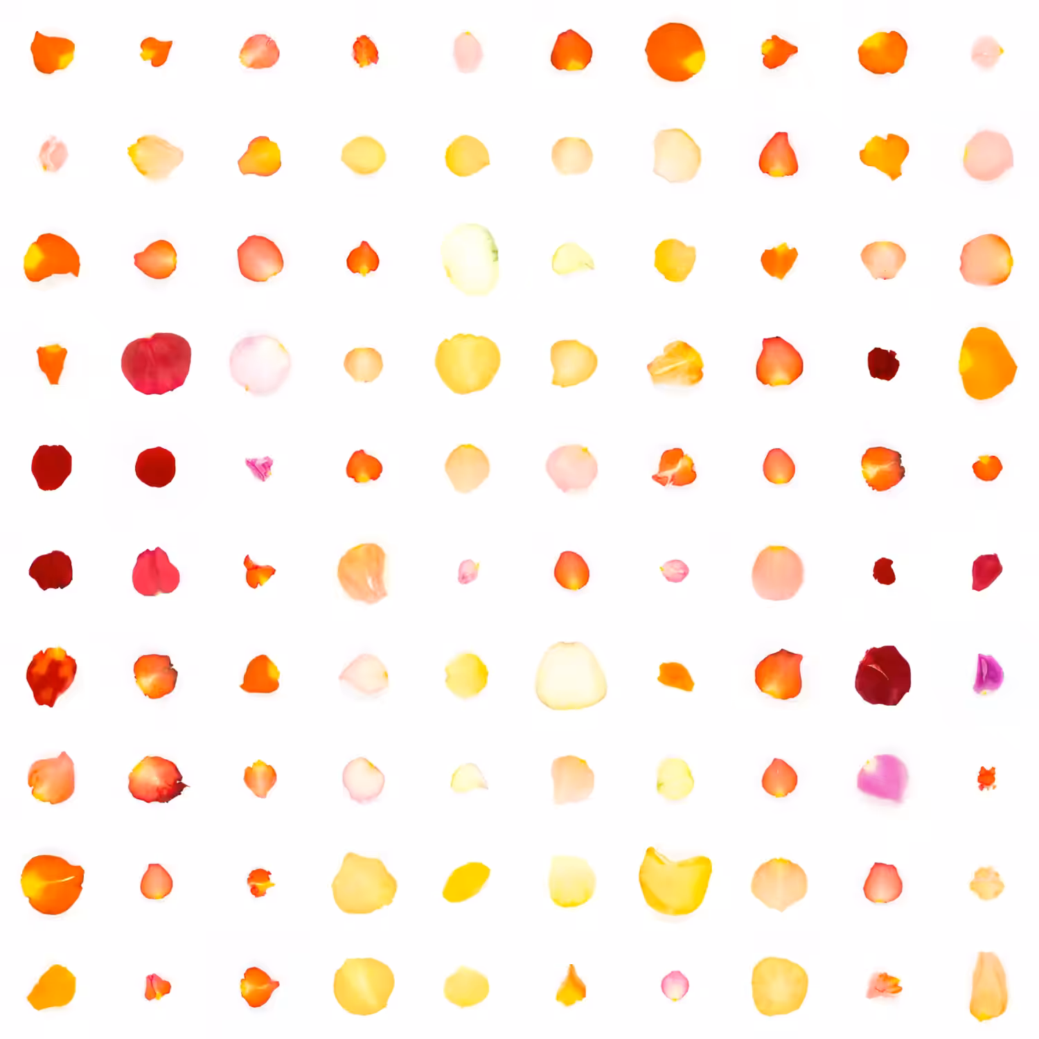 Infinite Petals 10x10#2124