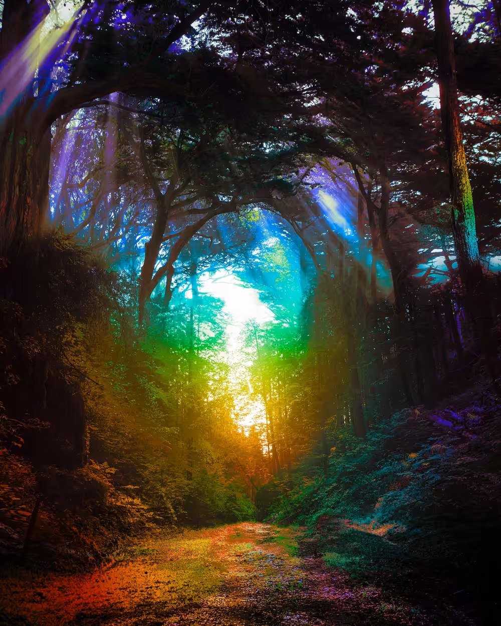 Forest's Edge