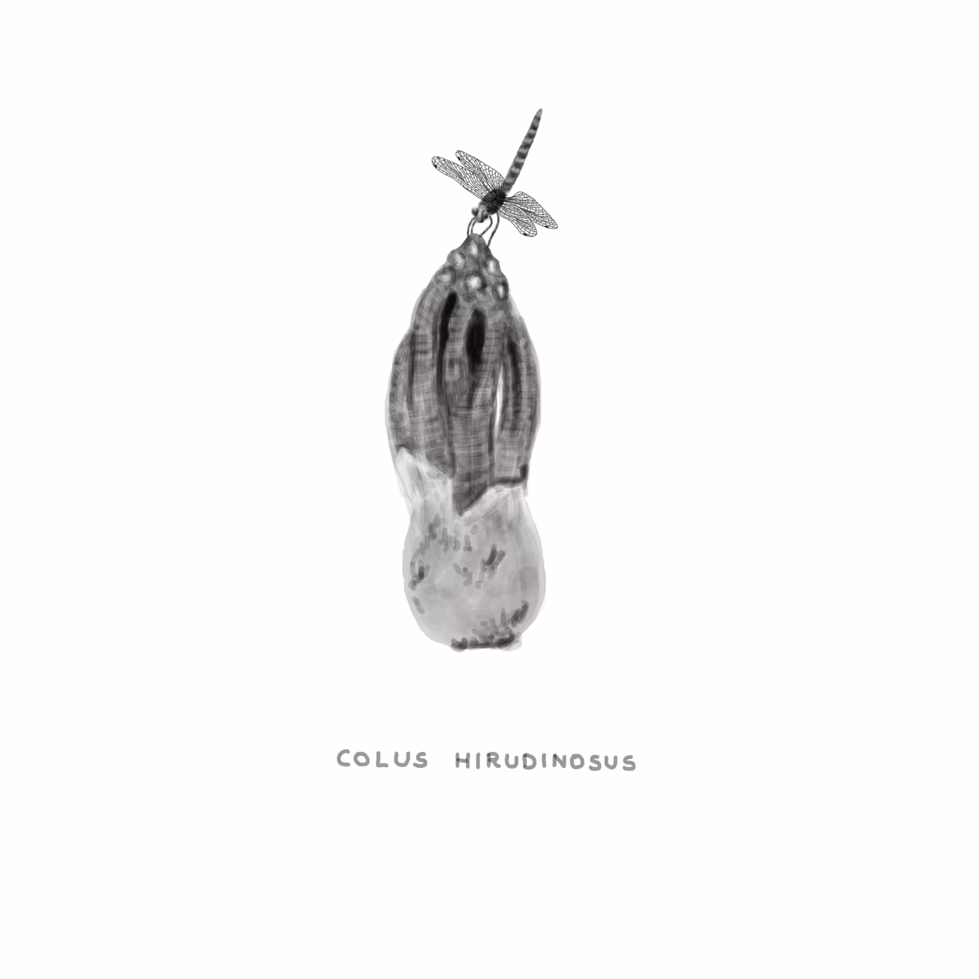 #10 HOPE - Colus Hirudinosus