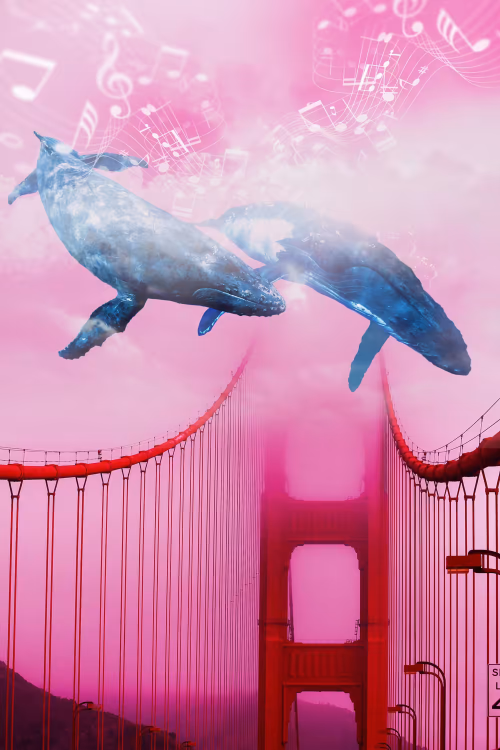 Whale Music Above The Bay