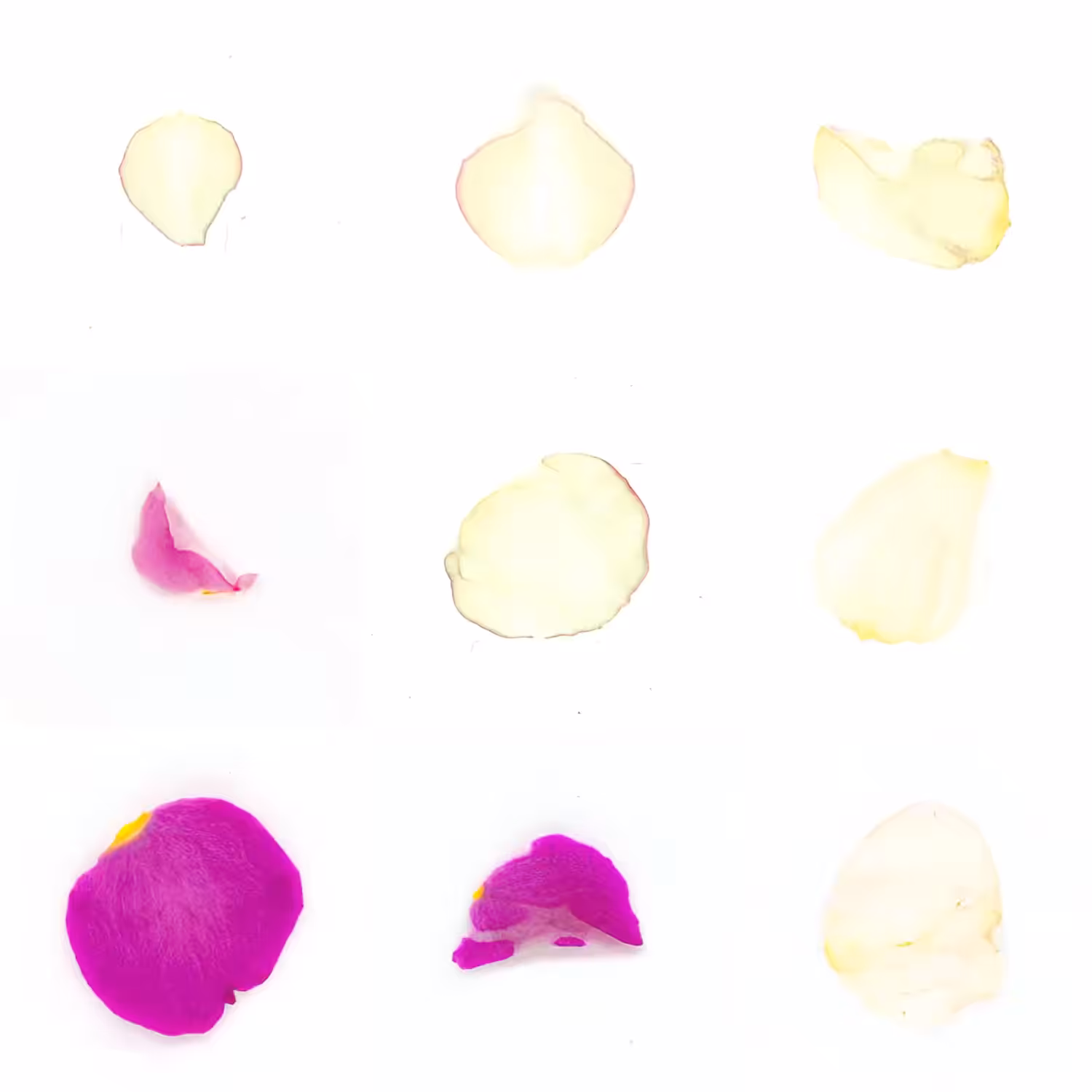 Infinite Petals 3x3#3406