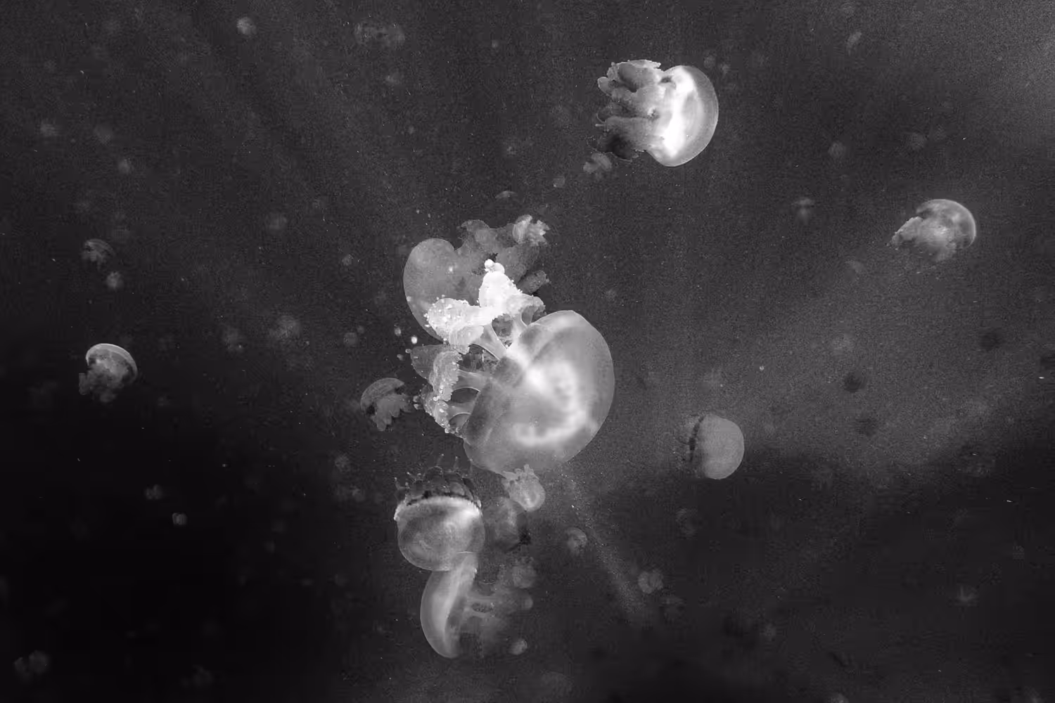 The Jellyfish Field