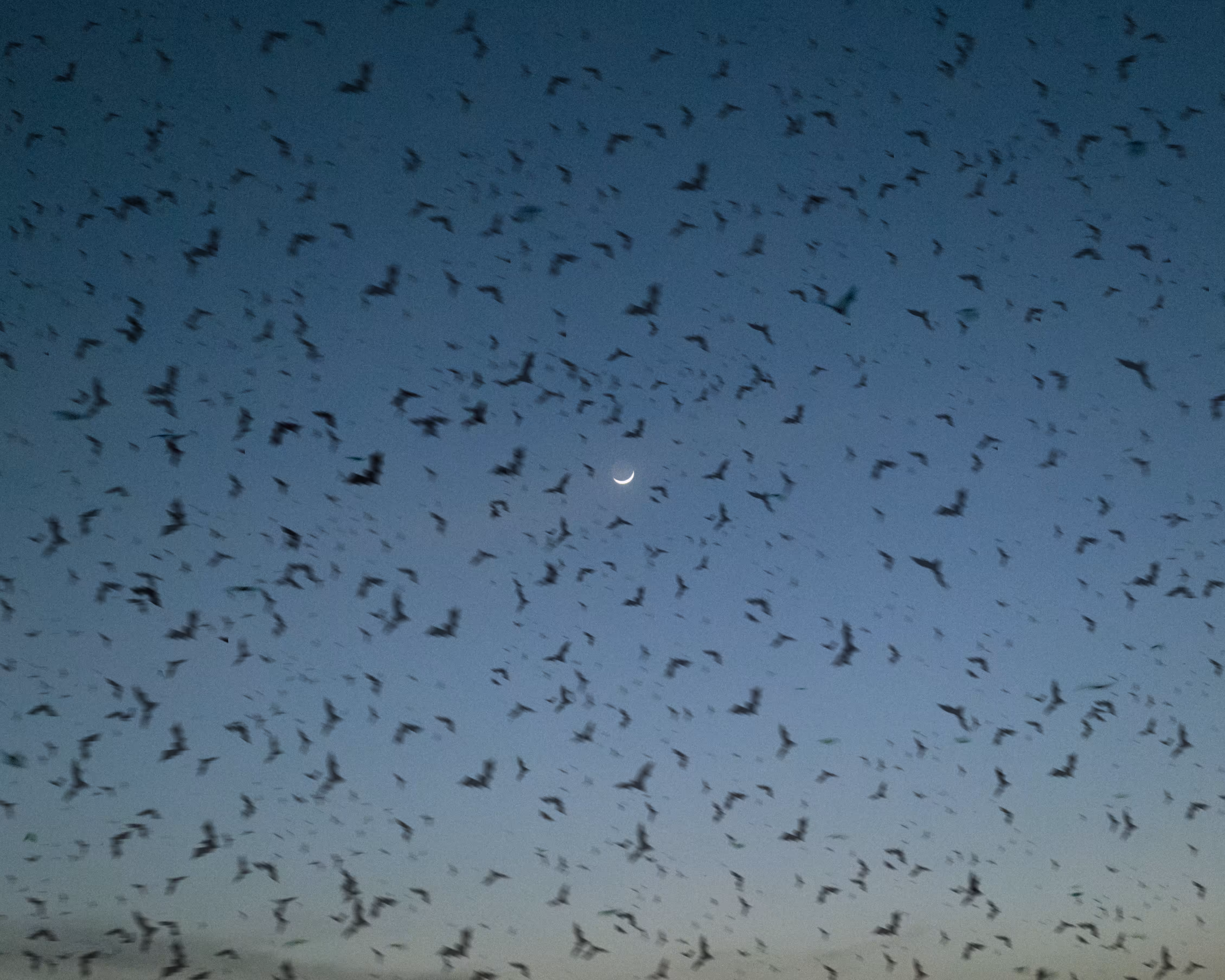 Migrants On Their Way to New Home
