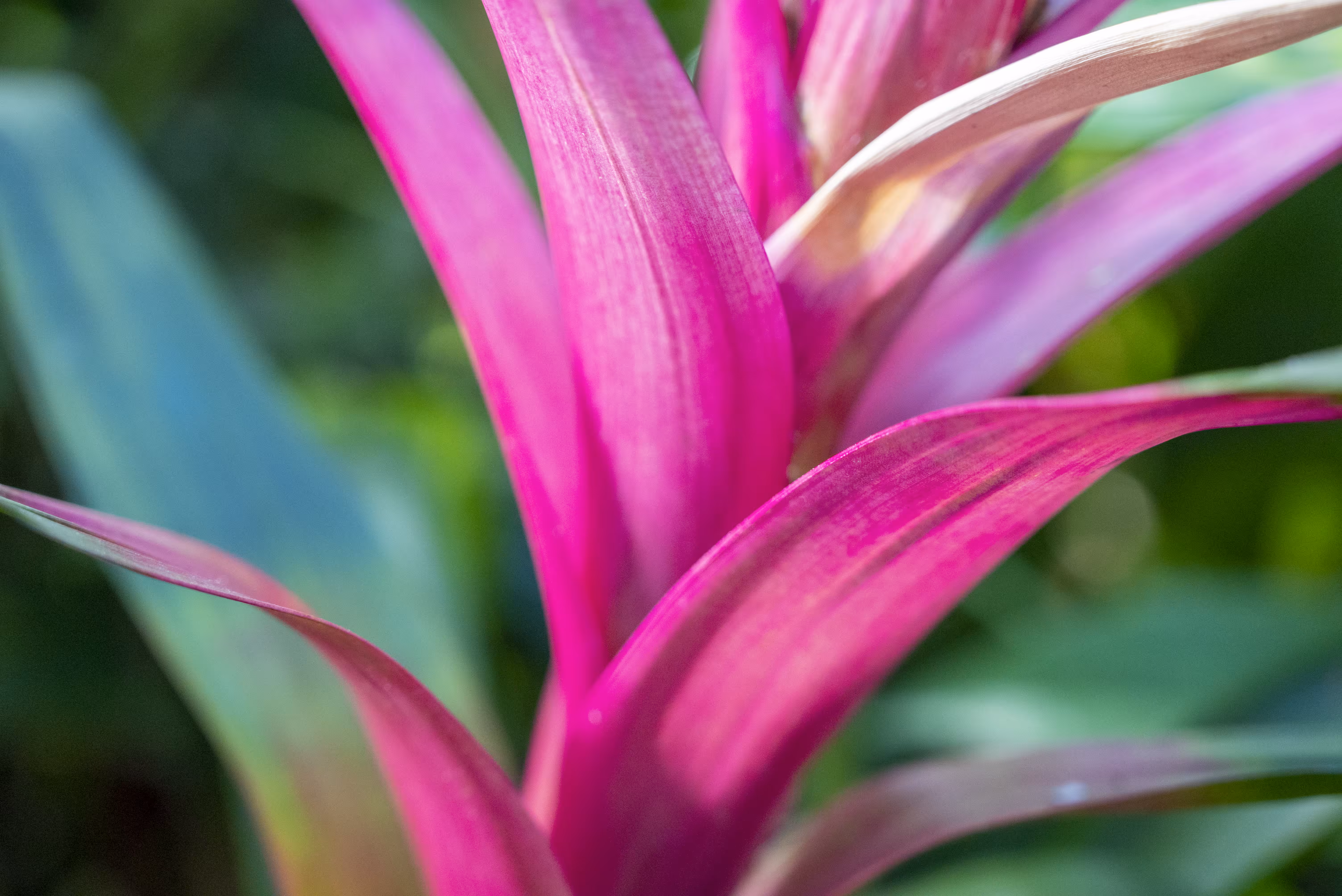 Bloom 7