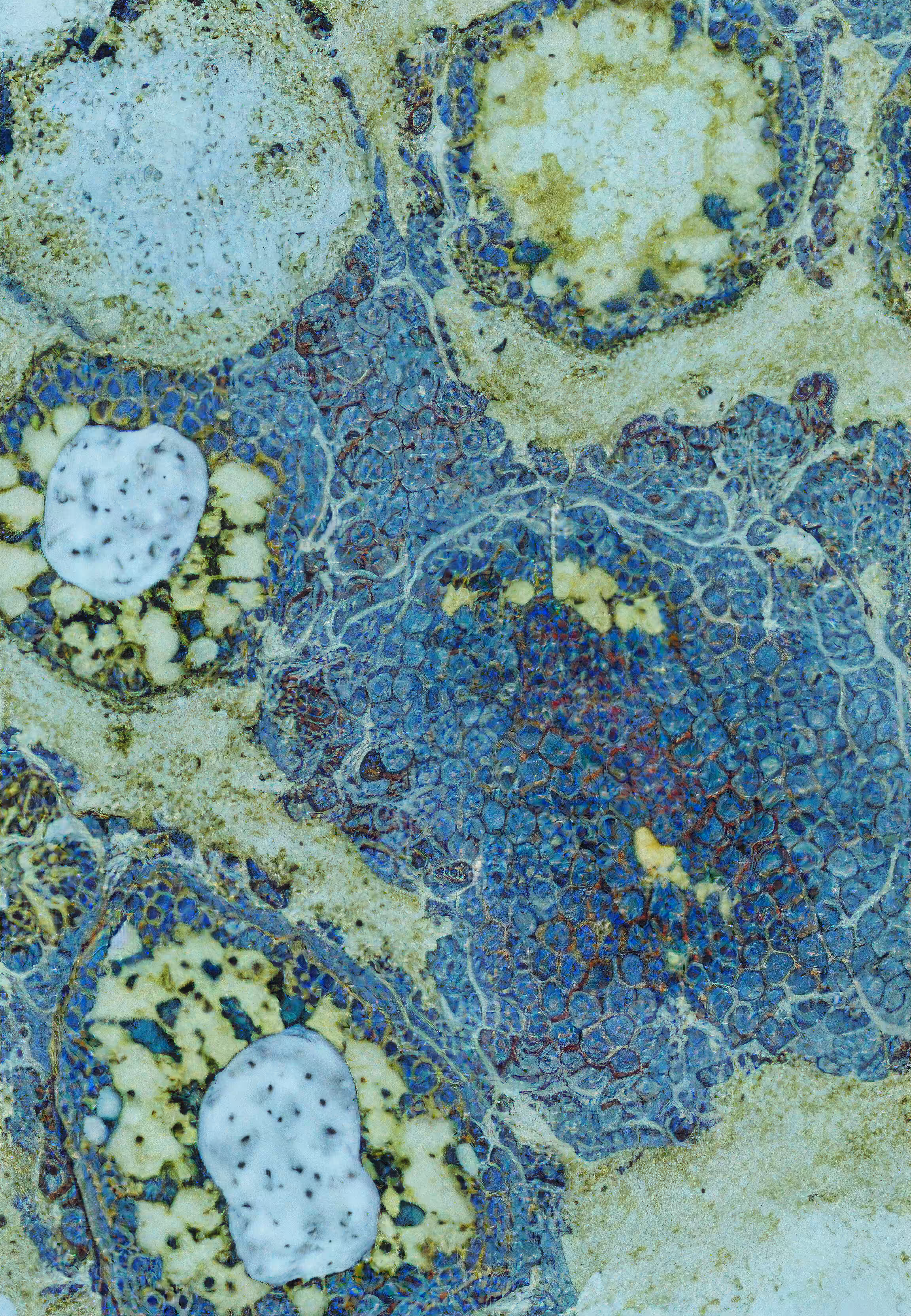 In Vivo, In Vitro, In Silico: Histologia In Silico #25