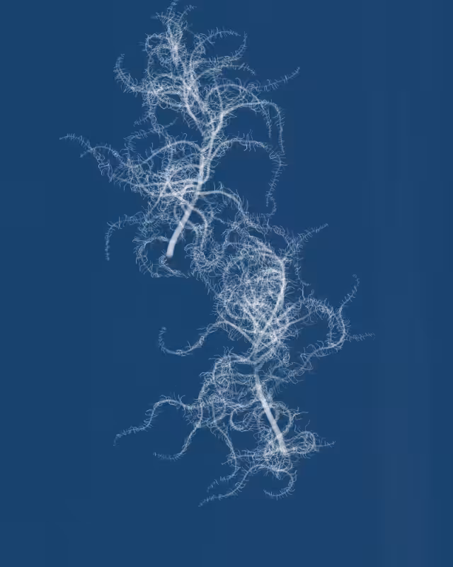 Cyanotypes #84