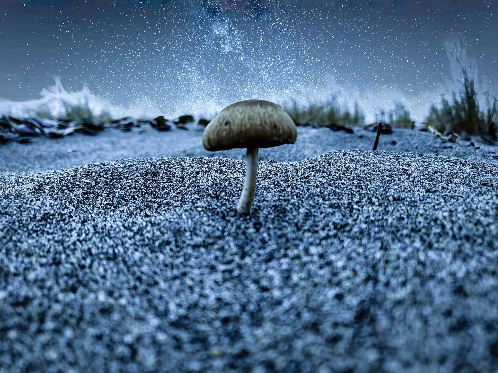 Mushroom By The Sea