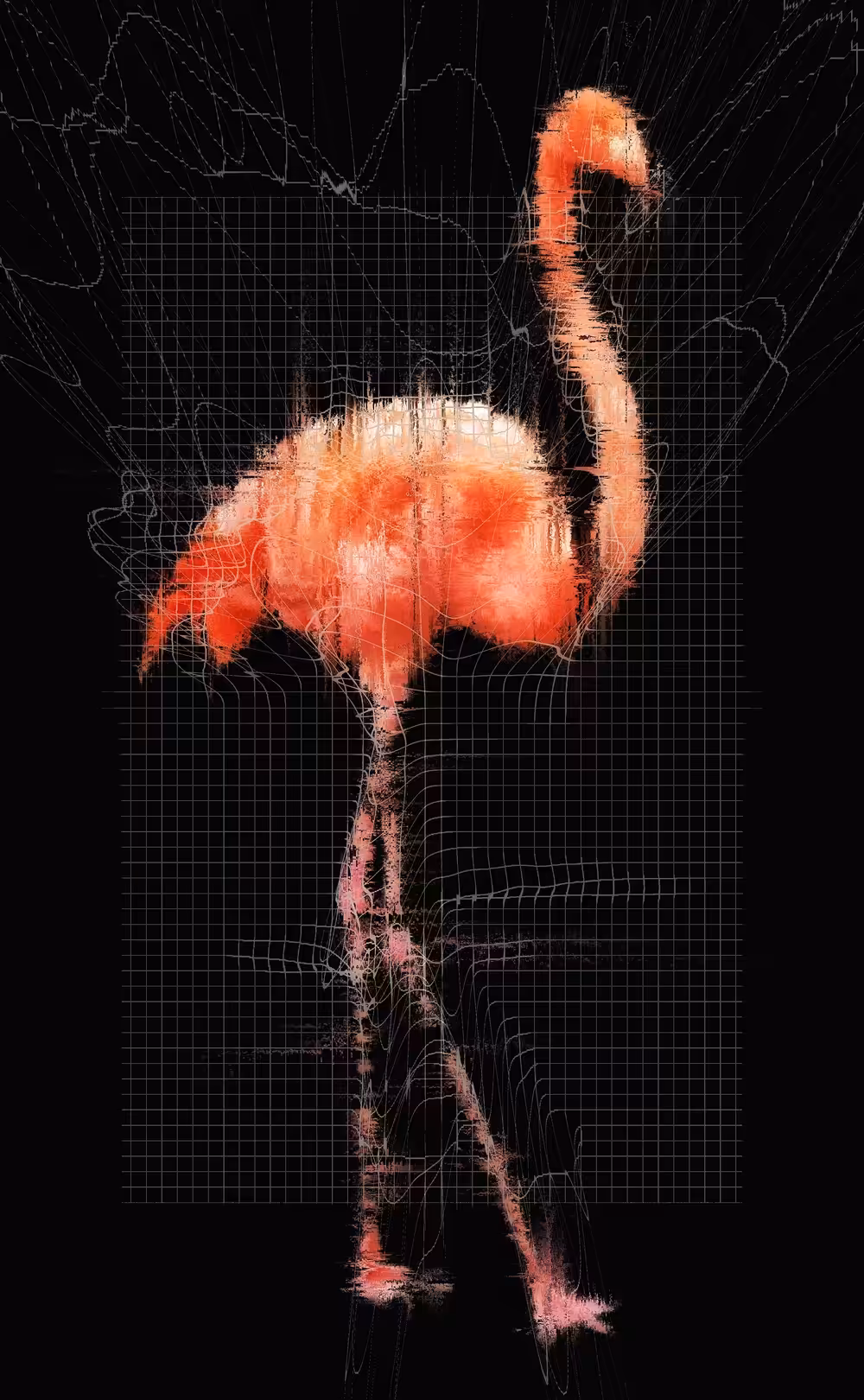 Study of a Flamingo