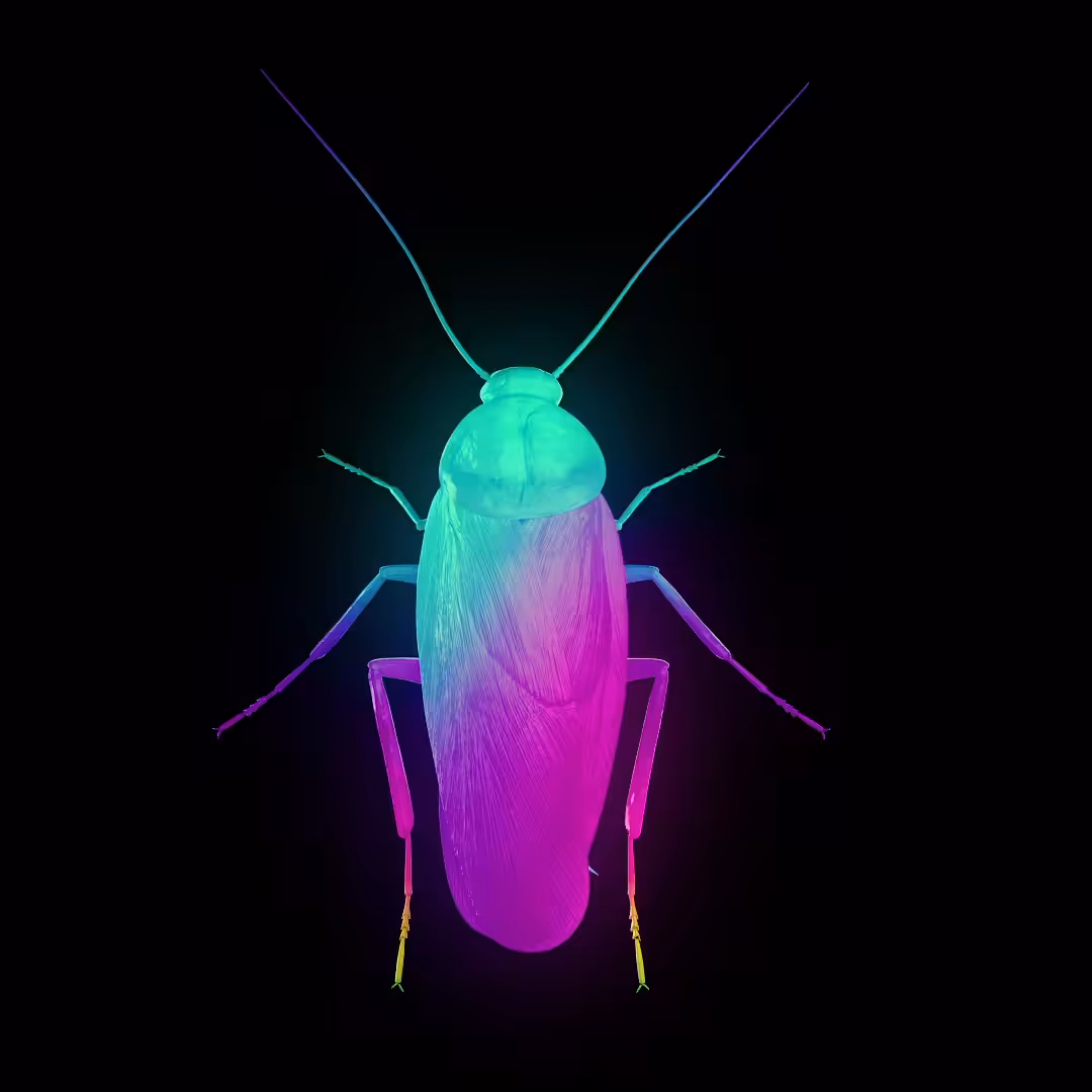 Rainbow Cockroach 