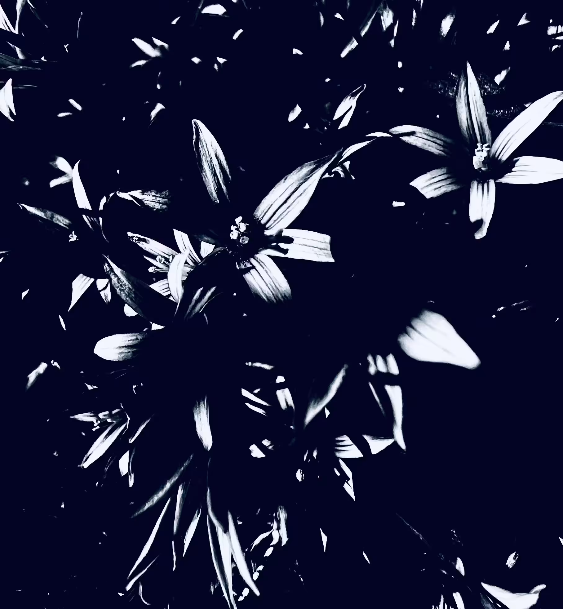 Midnight