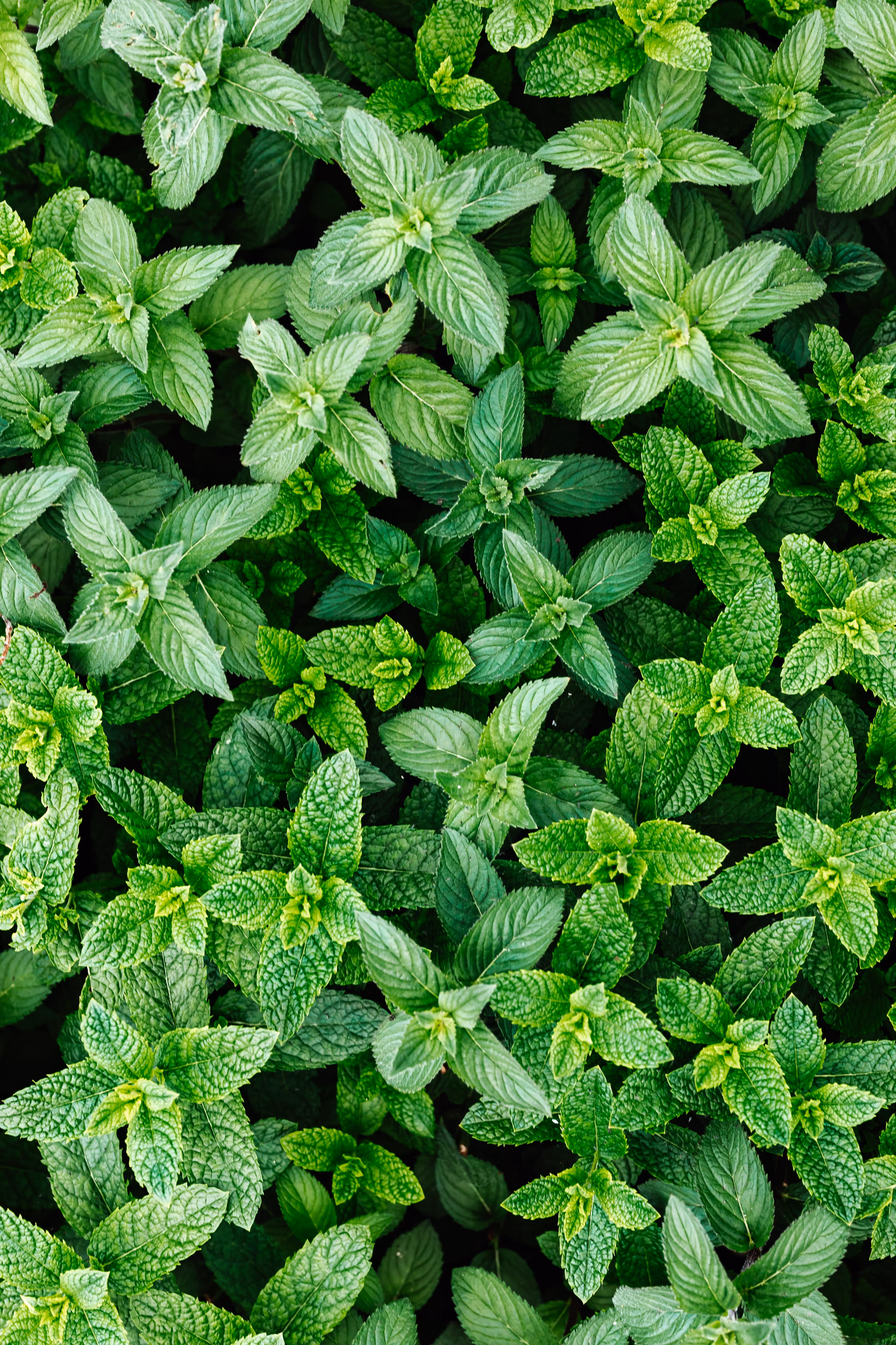 Green mint