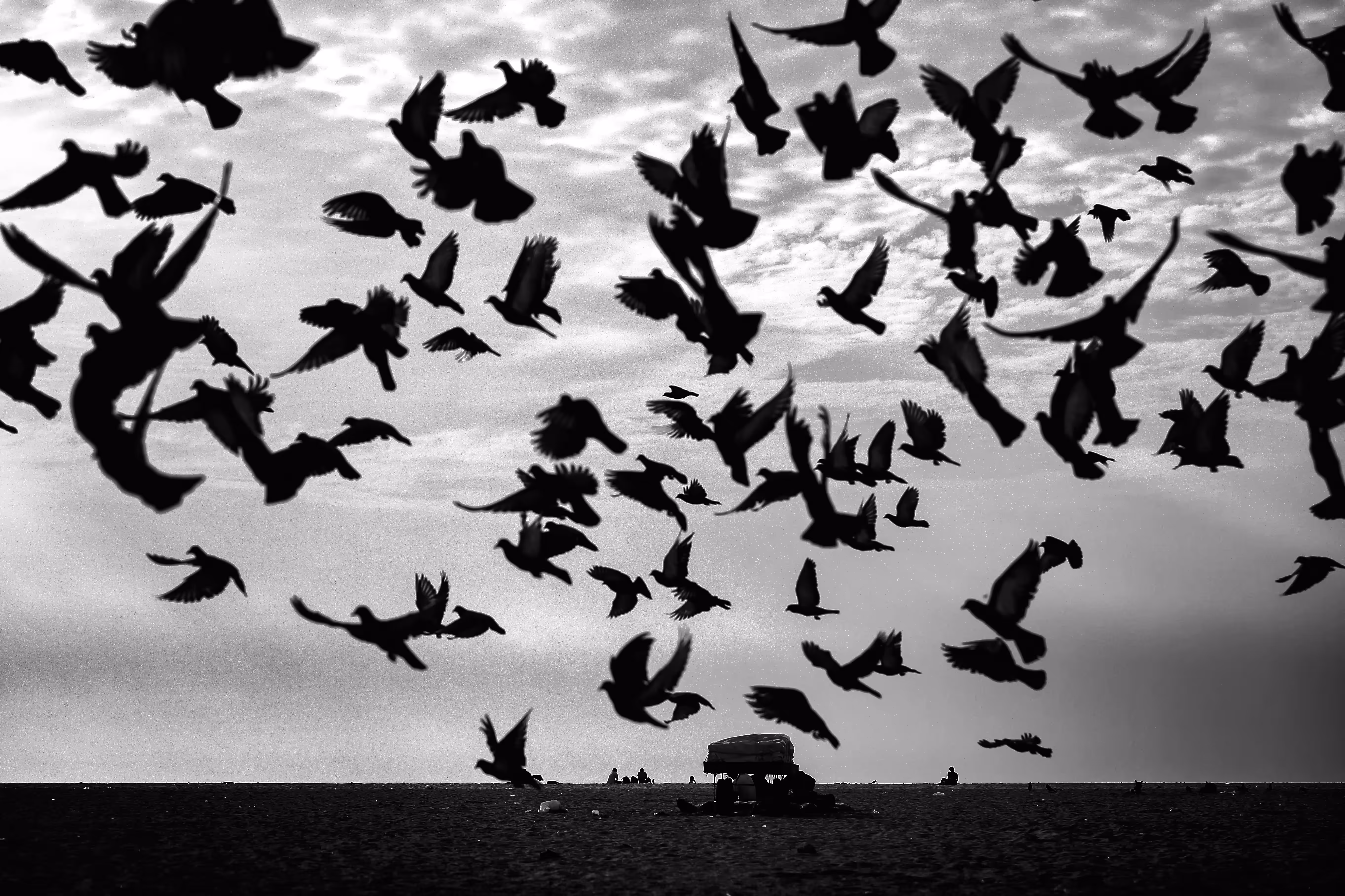 Wings of Freedom