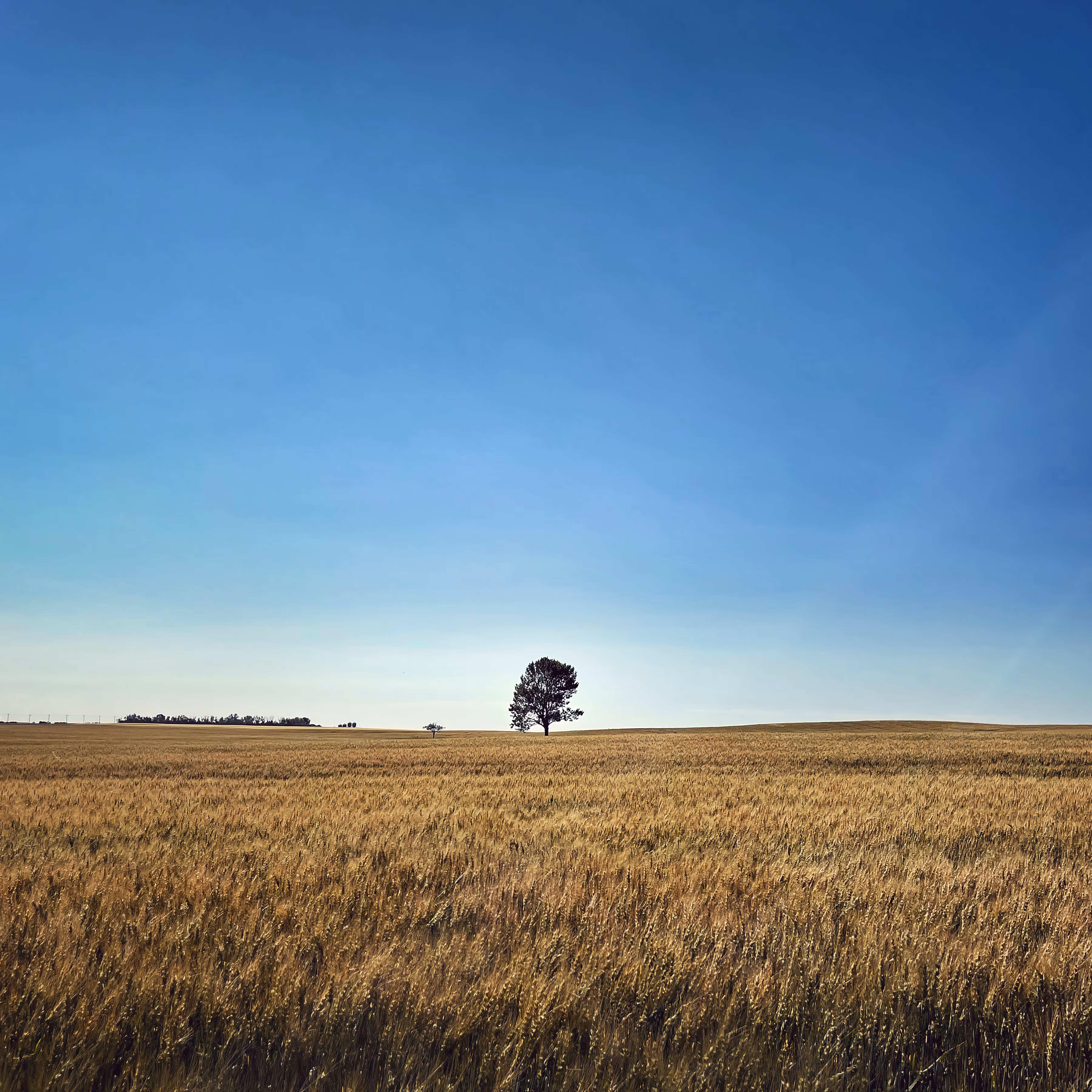 Lonli Field Tree 31