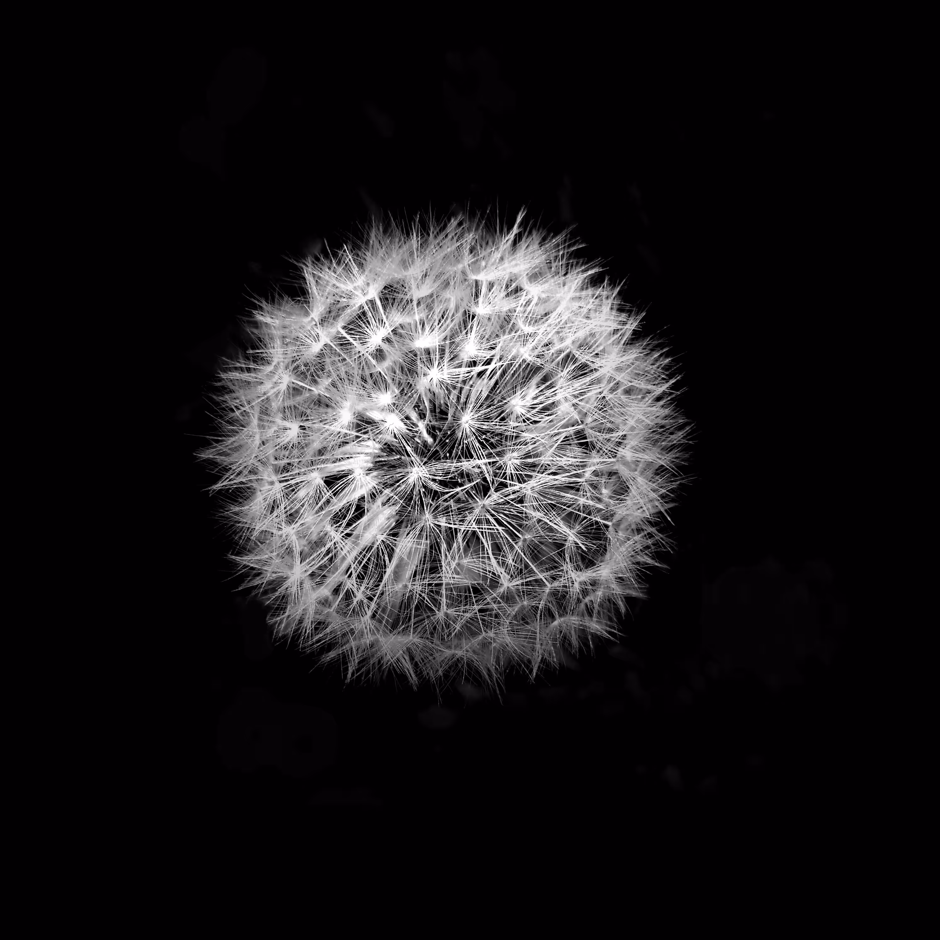 Flower 11