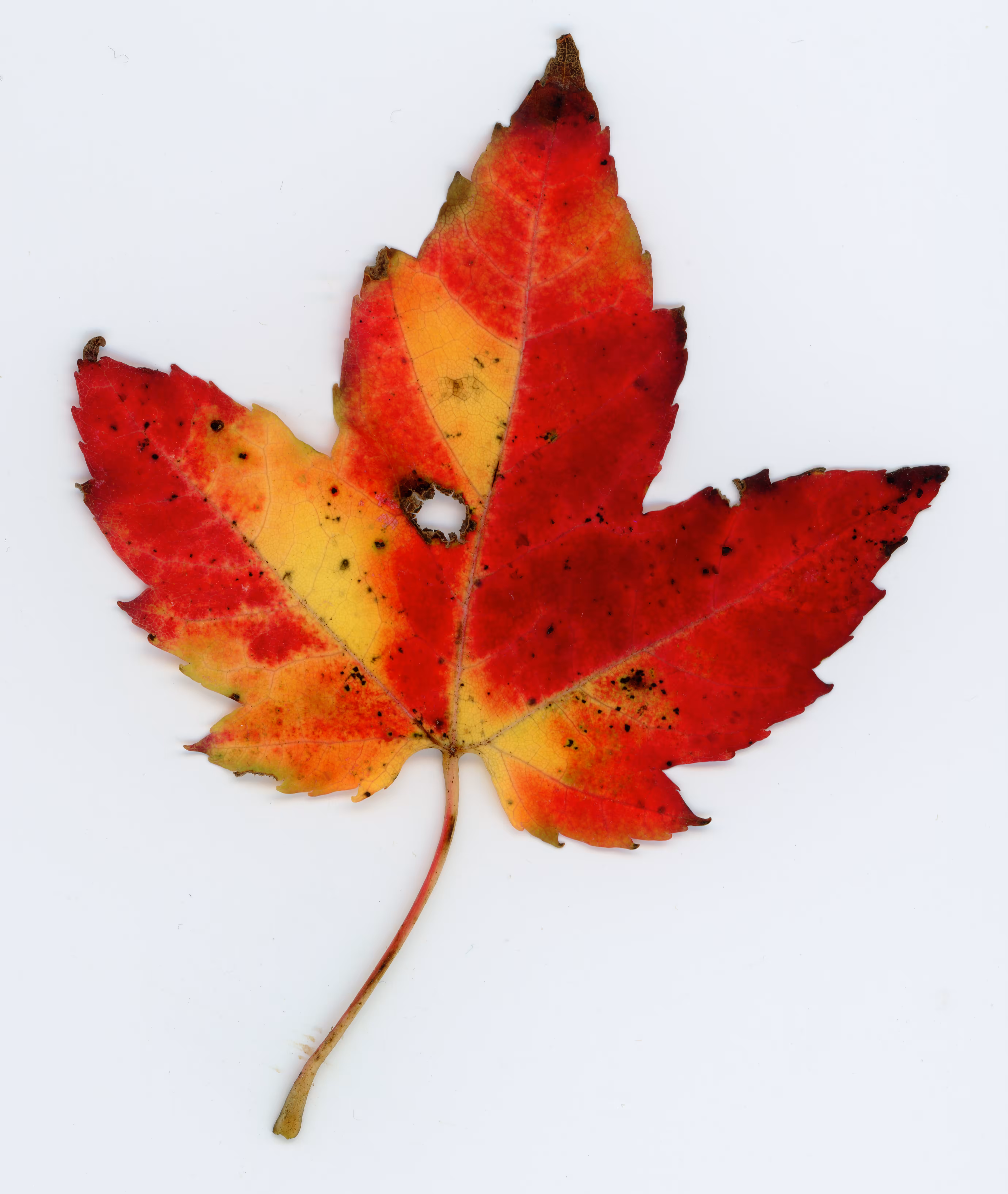 Autumnatic Intimacy #12