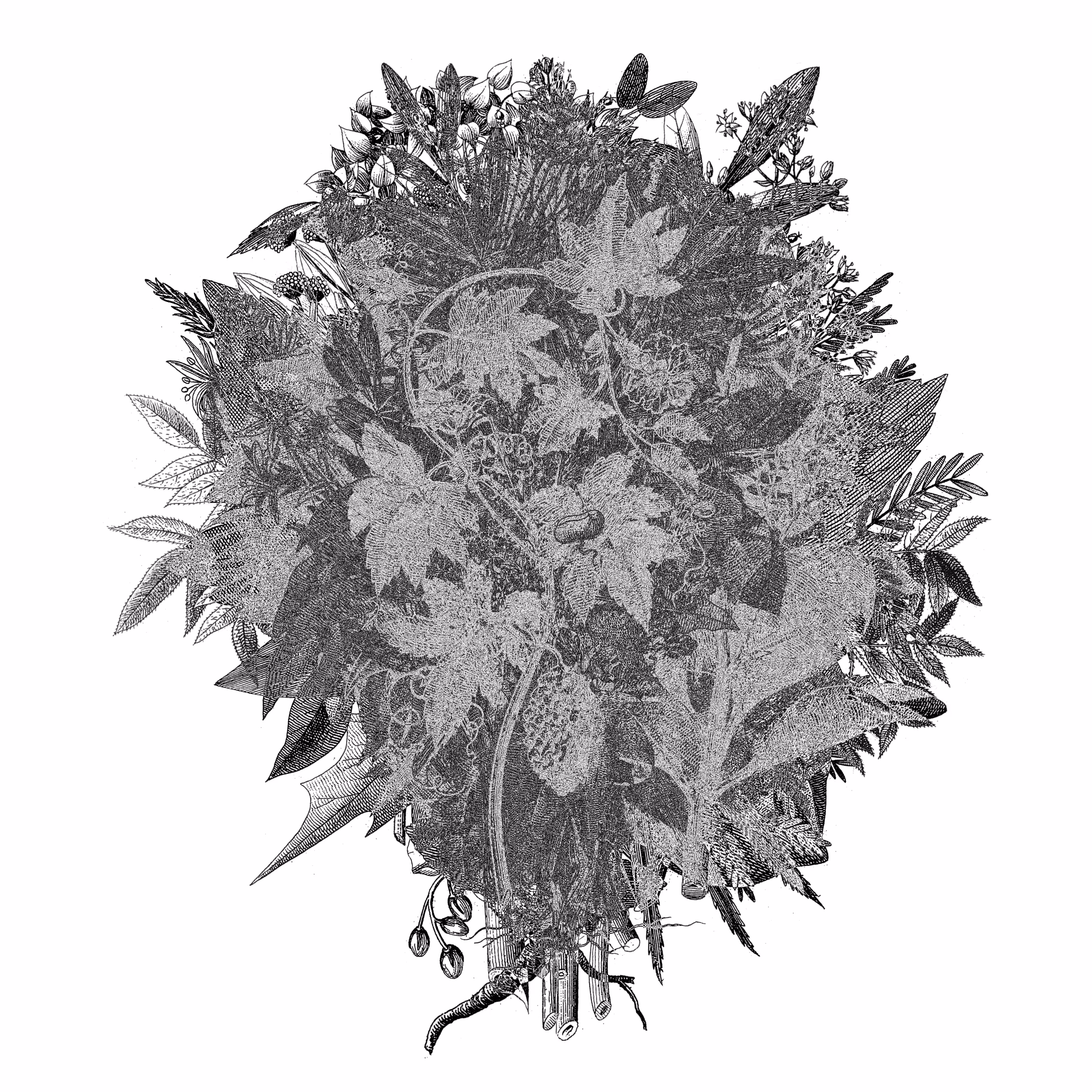 PILE_PLANTAE