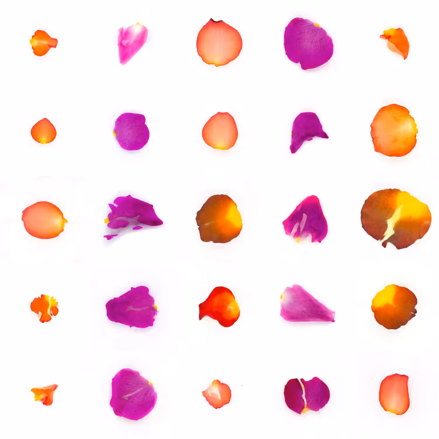 Infinite Petals 5x5#21038