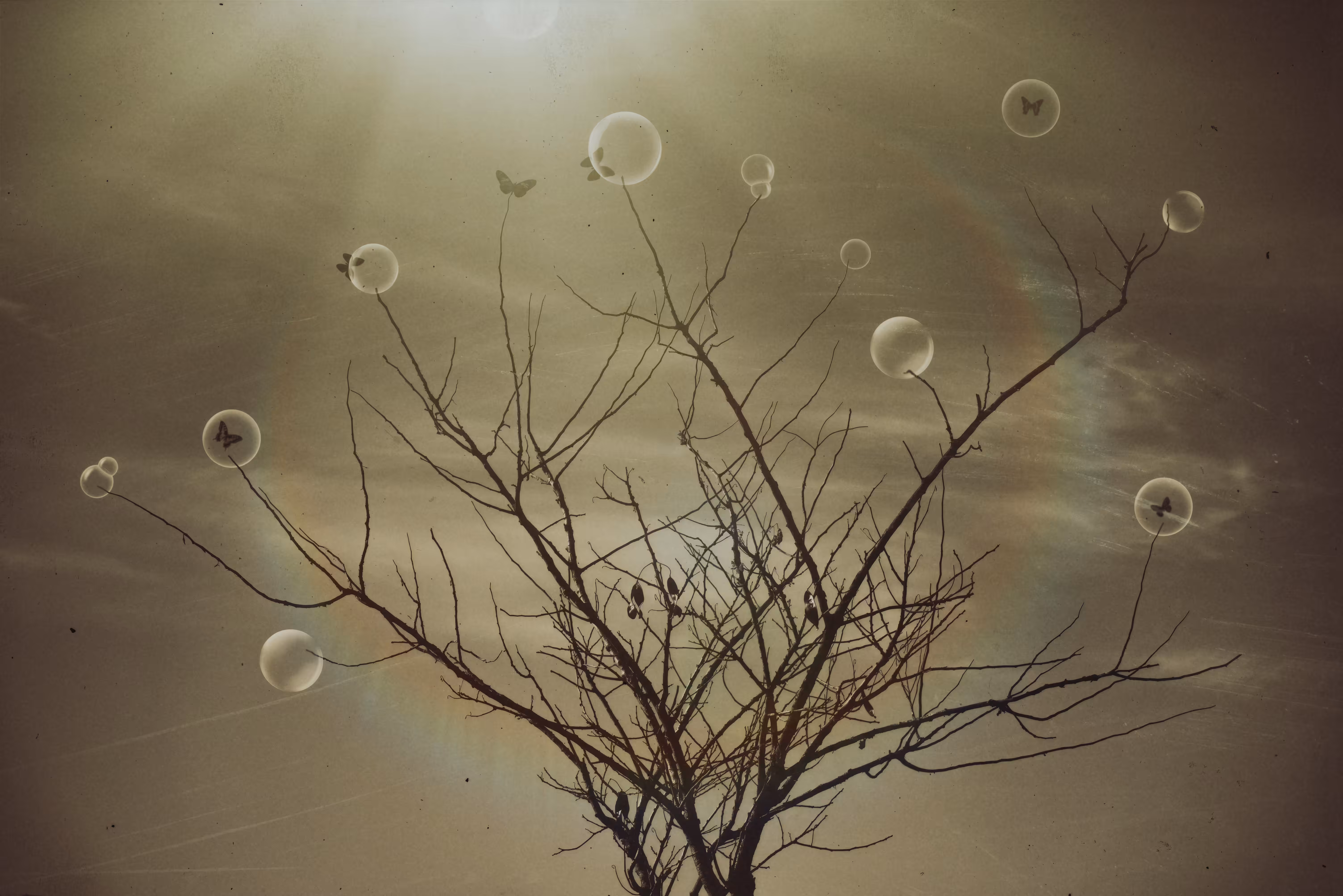 The tree of dreams 
