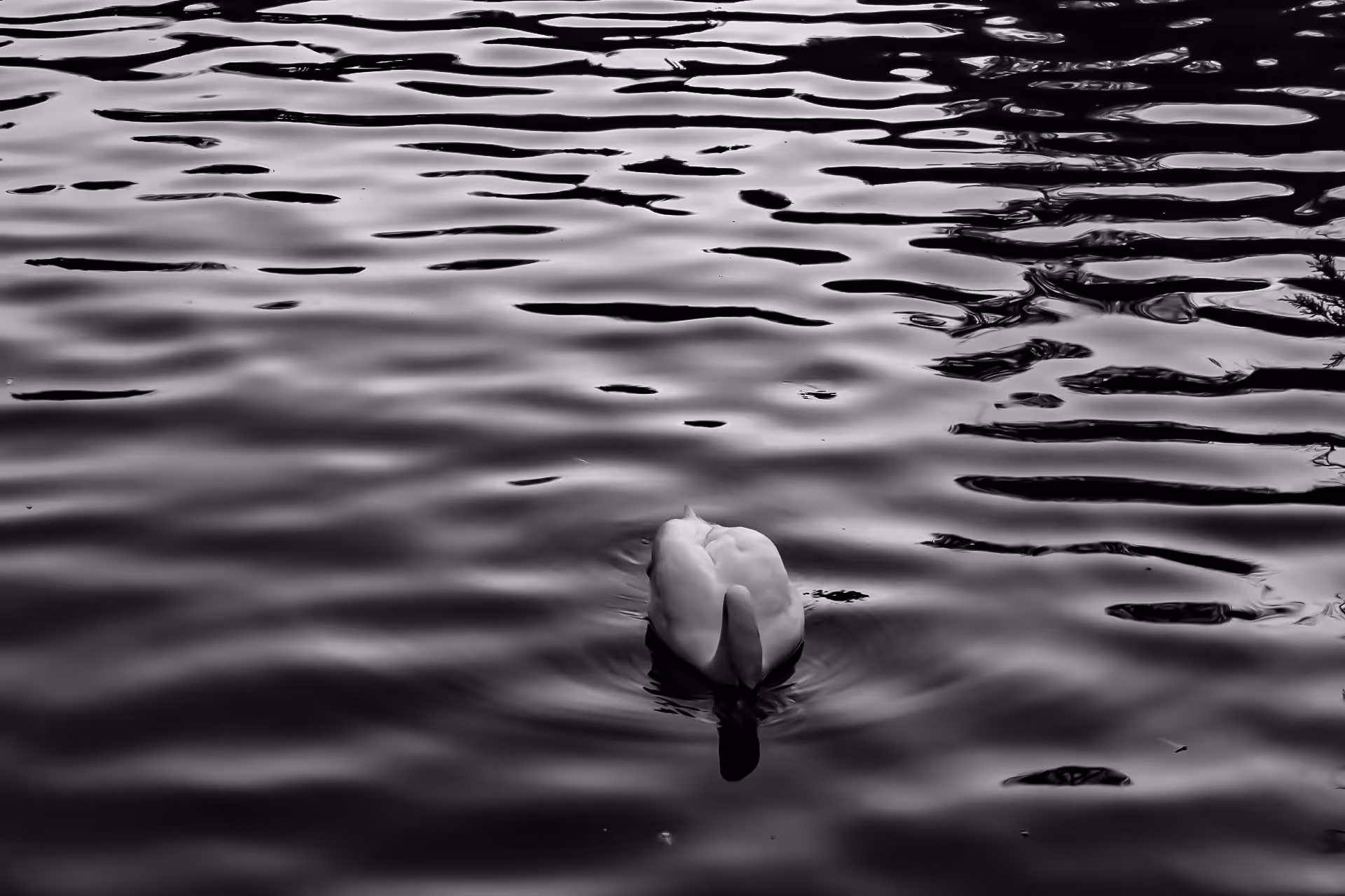 Black Swan #1