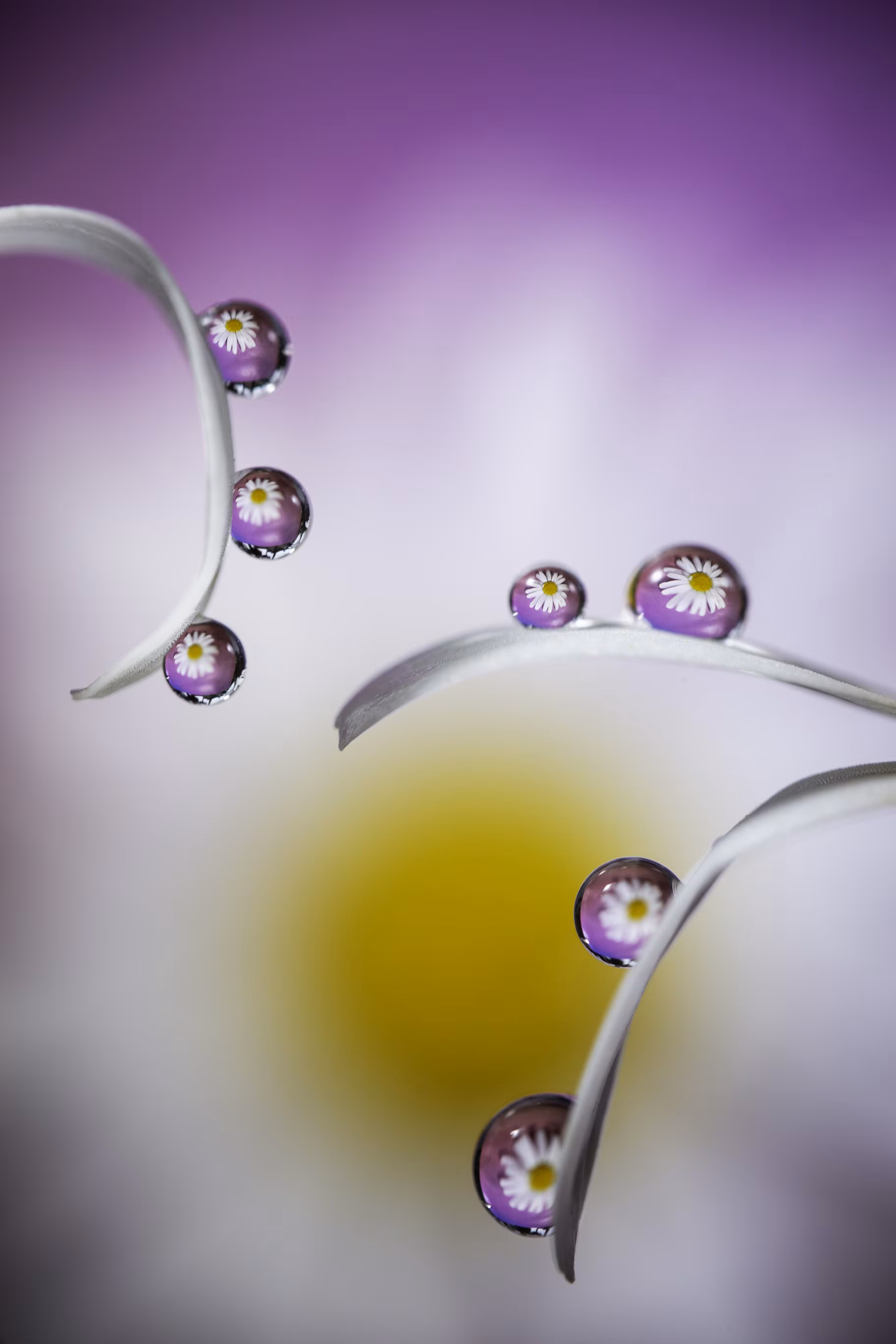 Daisy Dreams