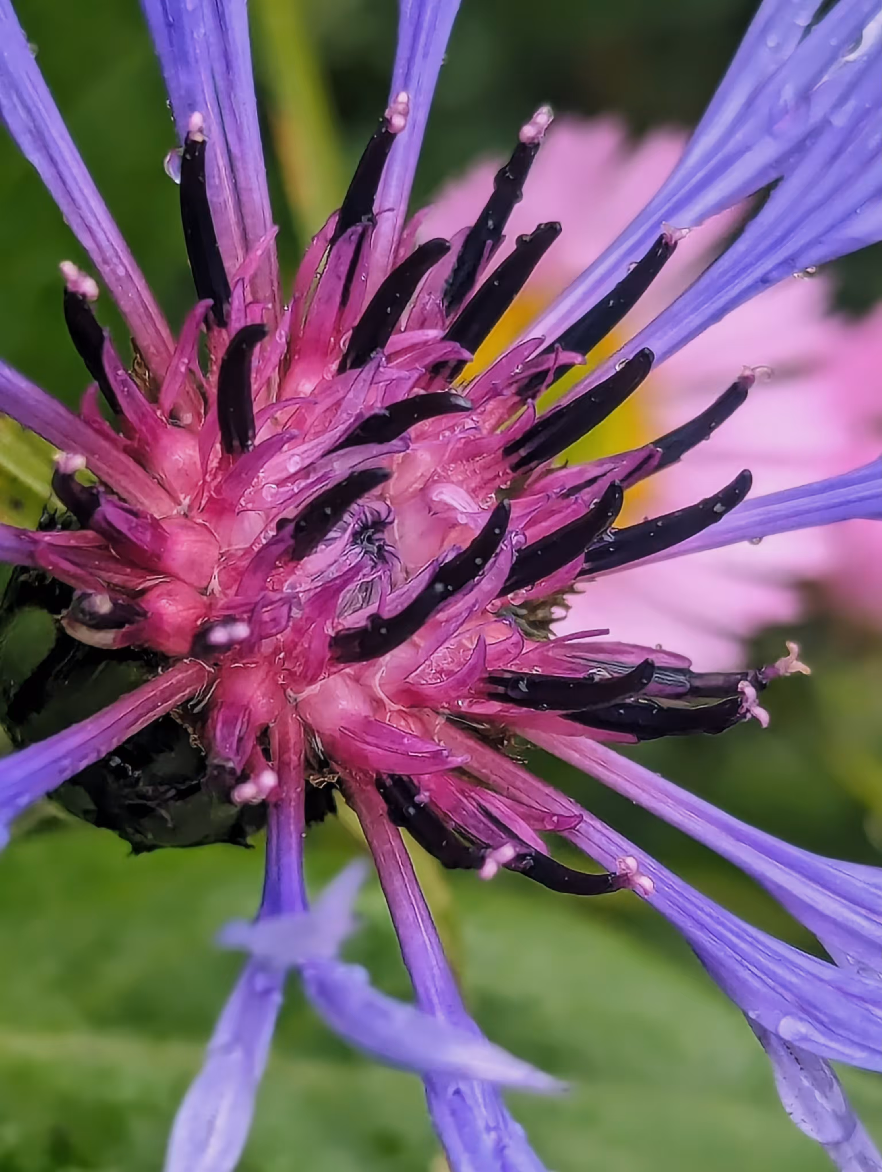 Luke_0x1 Photography : Horns of the cornflower