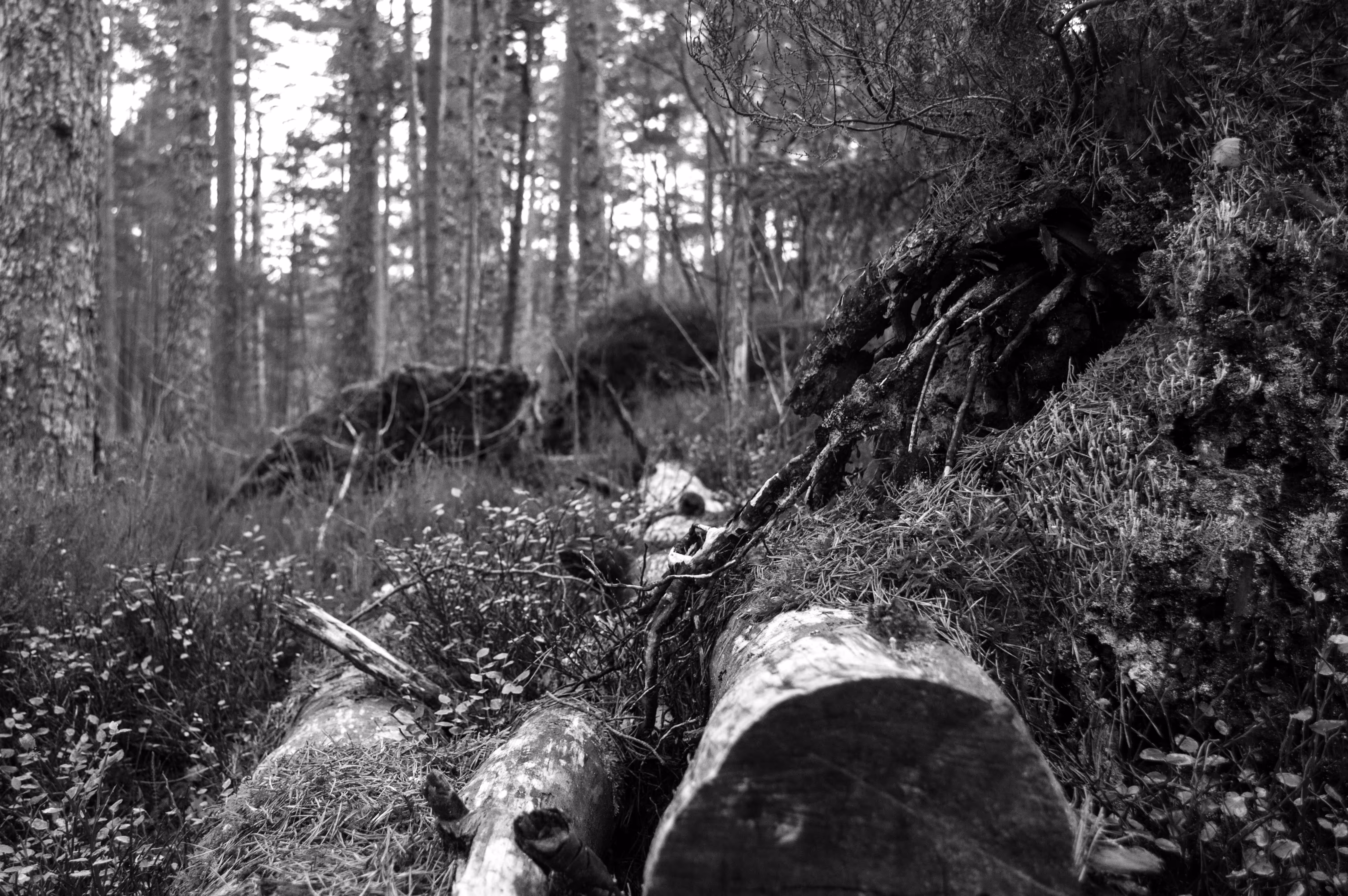 in the woods