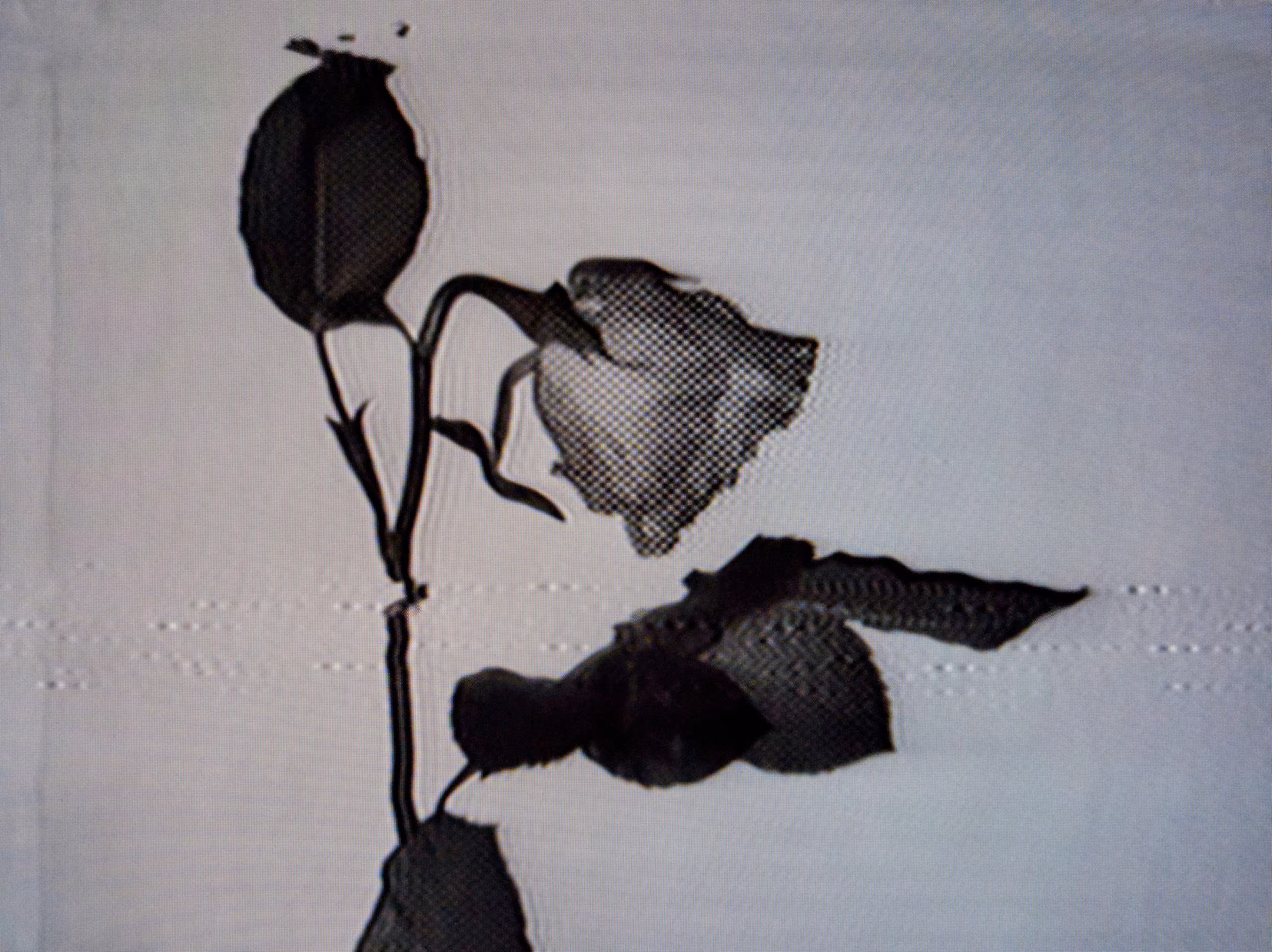 Wilted Dreams