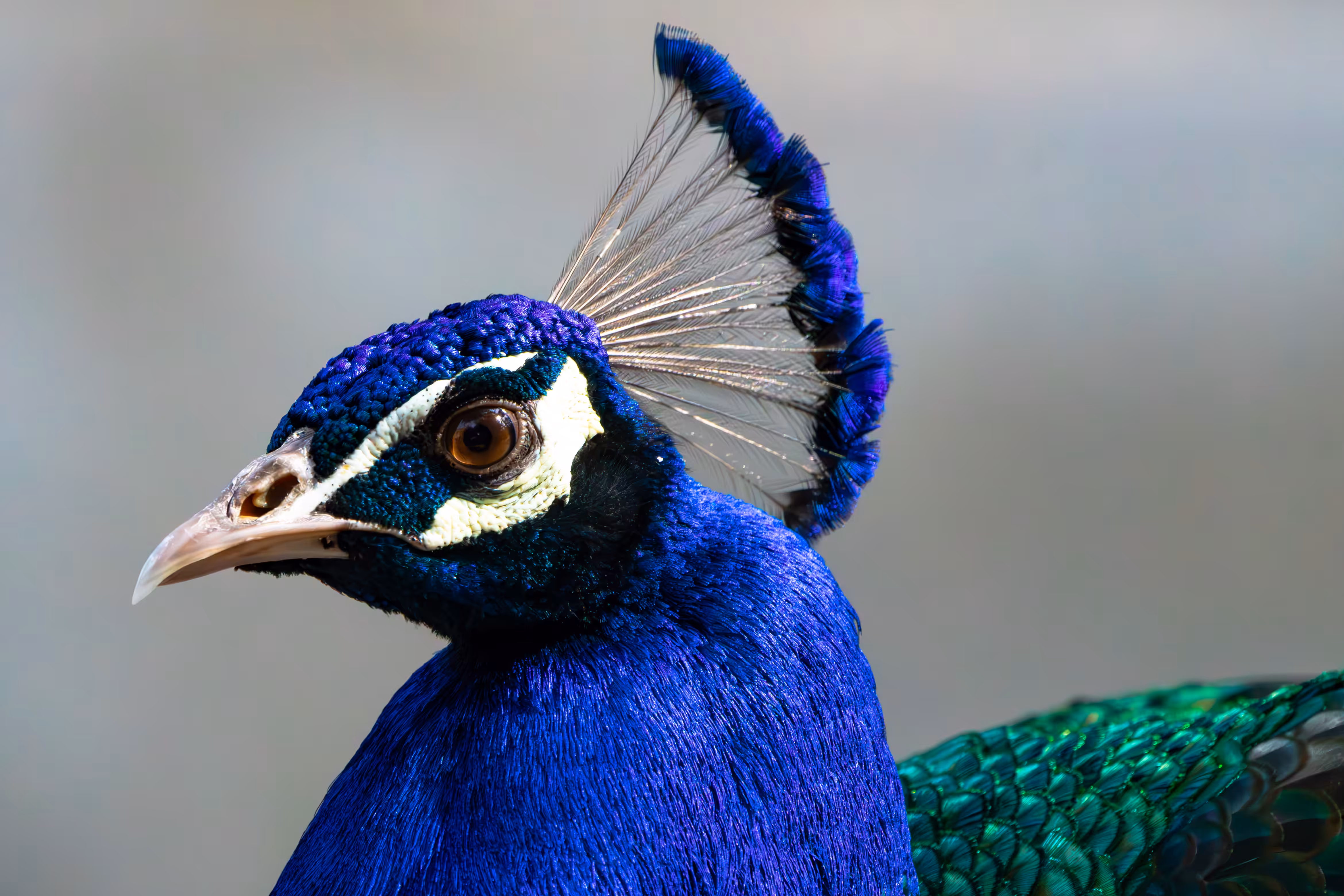 My Point Of  View: Indigo